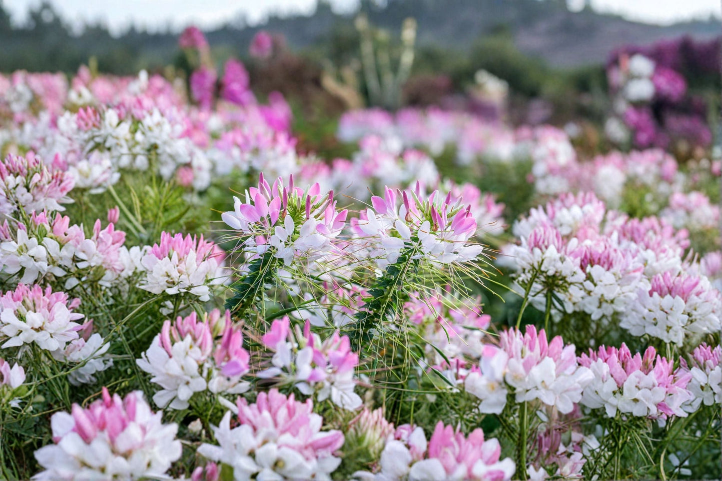 Cleome Spider Flower Plant – Cleome hassleriana – Vibrant Pollinator-Attracting Garden Flower