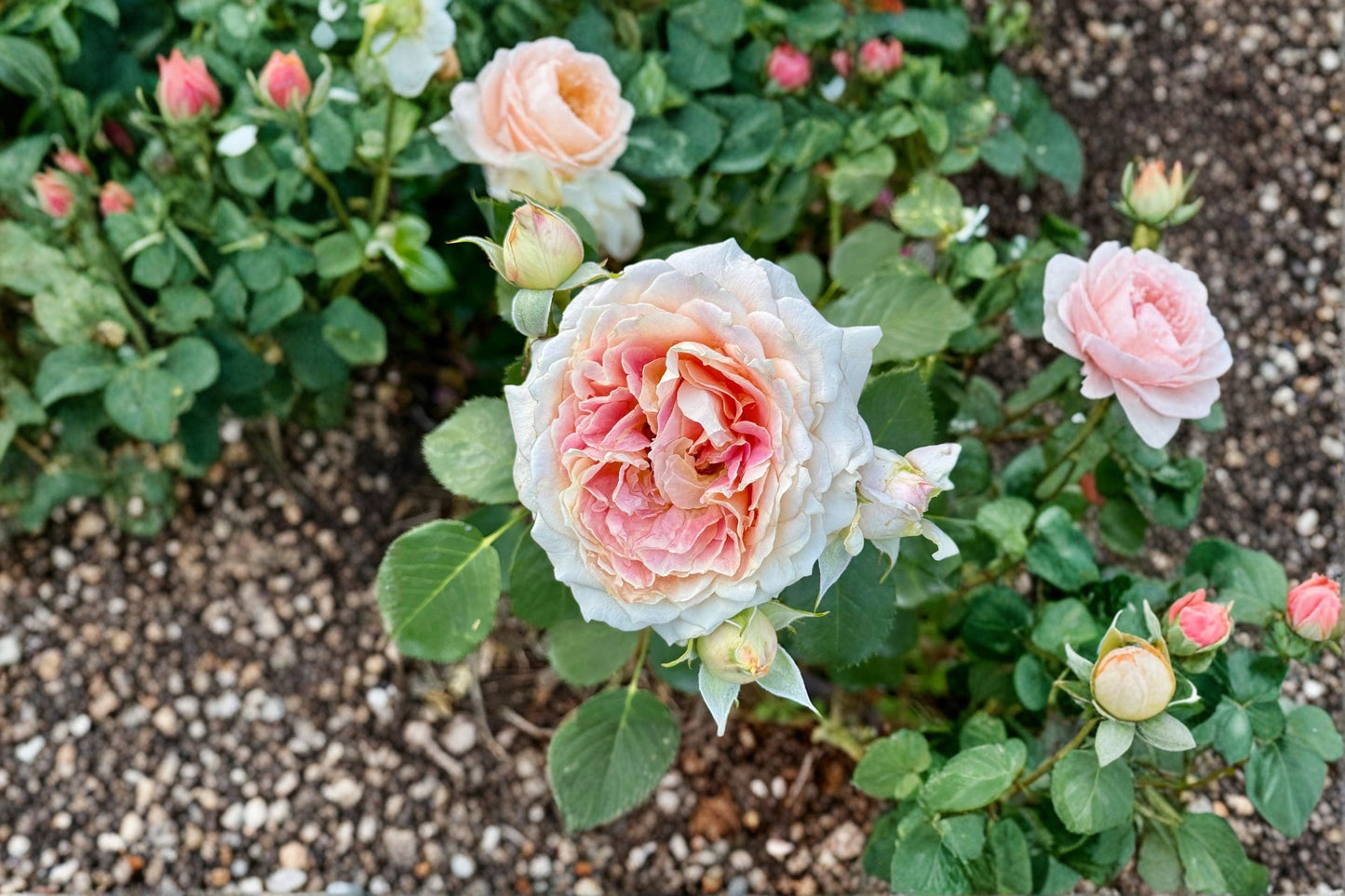 Peach Anemone Rose Live Plant – Apricot Pink Own Root Cut Flower Garden Plant