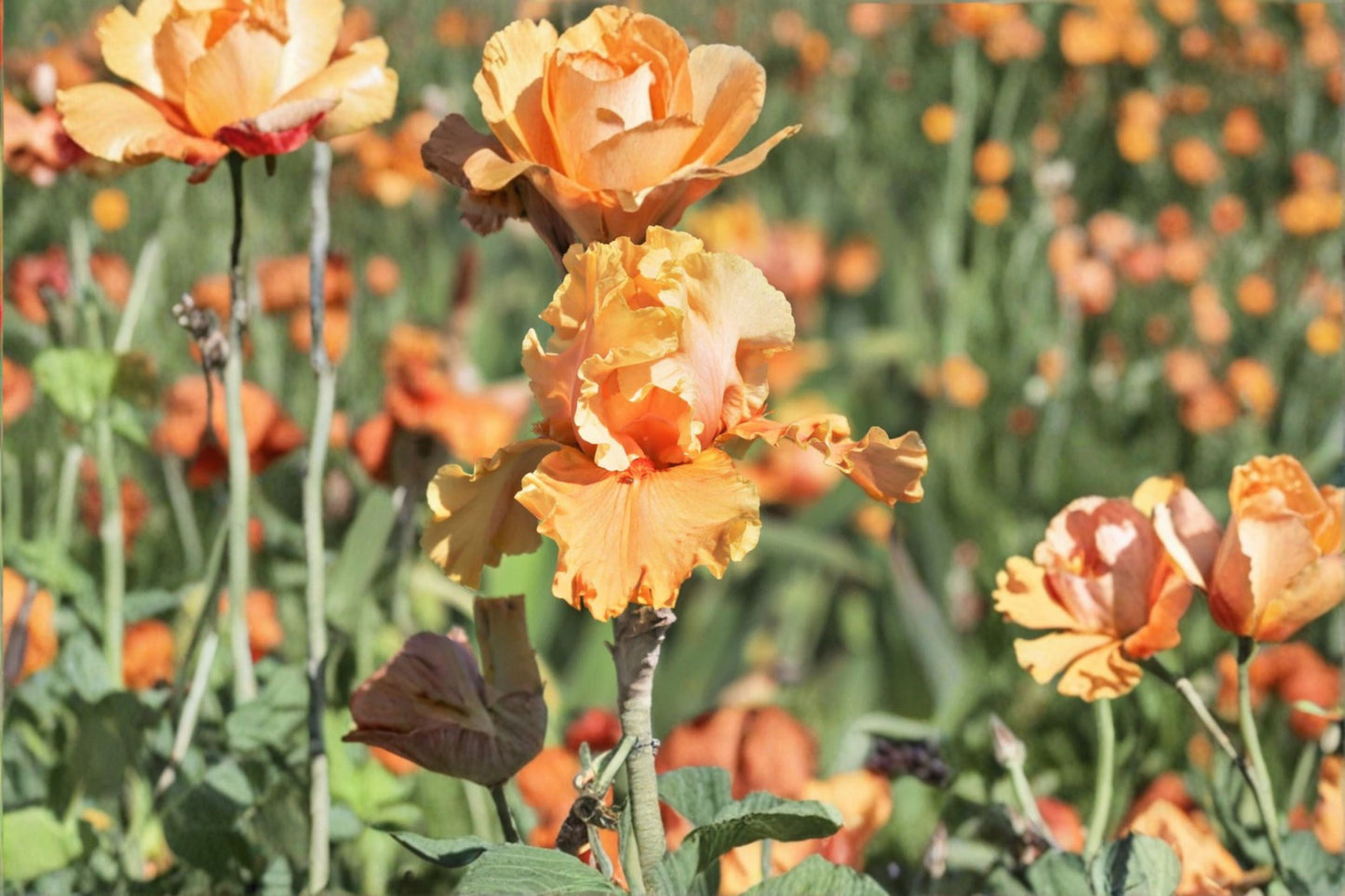 Cordoba Iris Live Plant – Orange Bearded Iris Perennial – Hardy Garden Flower – Iris germanica