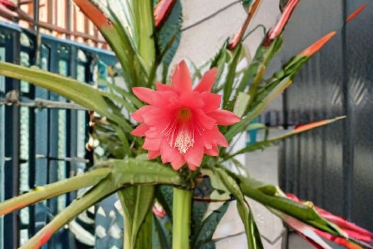 Epiphyllum Orchid Cactus 2 Cuttings – Epiphyllum spp. – Unique Orchid-Like Blooms – Indoor Succulent Plant