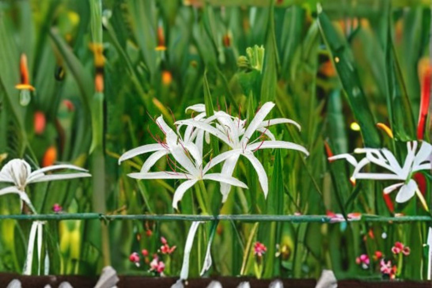 Crinum Americanum Live Bulb – White Pink Swamp Lily – Ornamental Wetland Plant – Hardy Bulb for Garden and Wetlands
