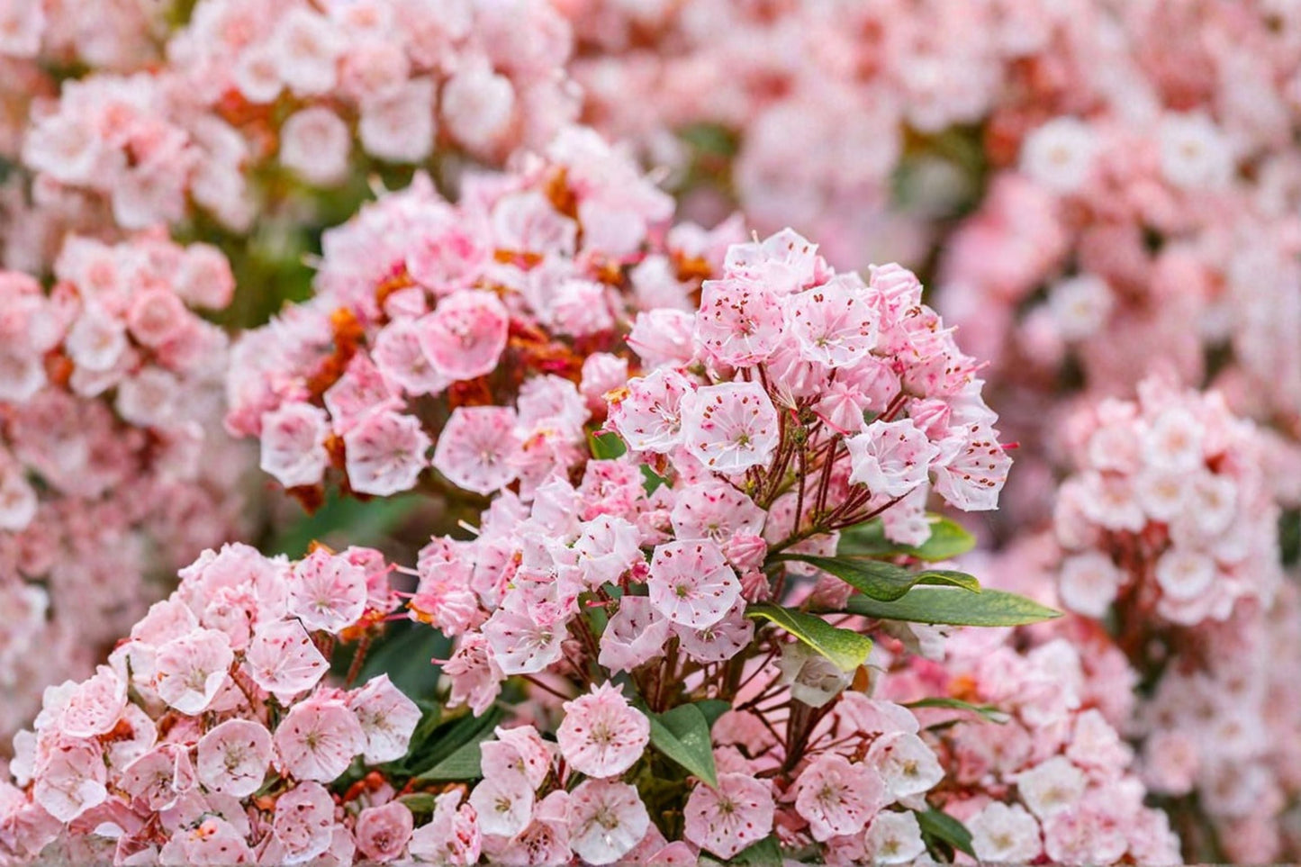 Pink Mountain Laurel Live Bare Root Plant – Kalmia latifolia – Vibrant Pink Blooms, Lush Green Foliage, Easy to Grow Garden Shrub