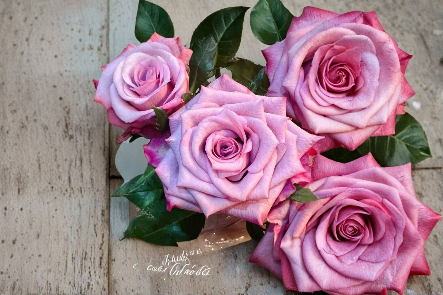 Super Purple Rose Live Plant – Deep Purple Large Bloom Cut Flower – Rosa ‘Super Purple’ Garden or Floral Arrangement
