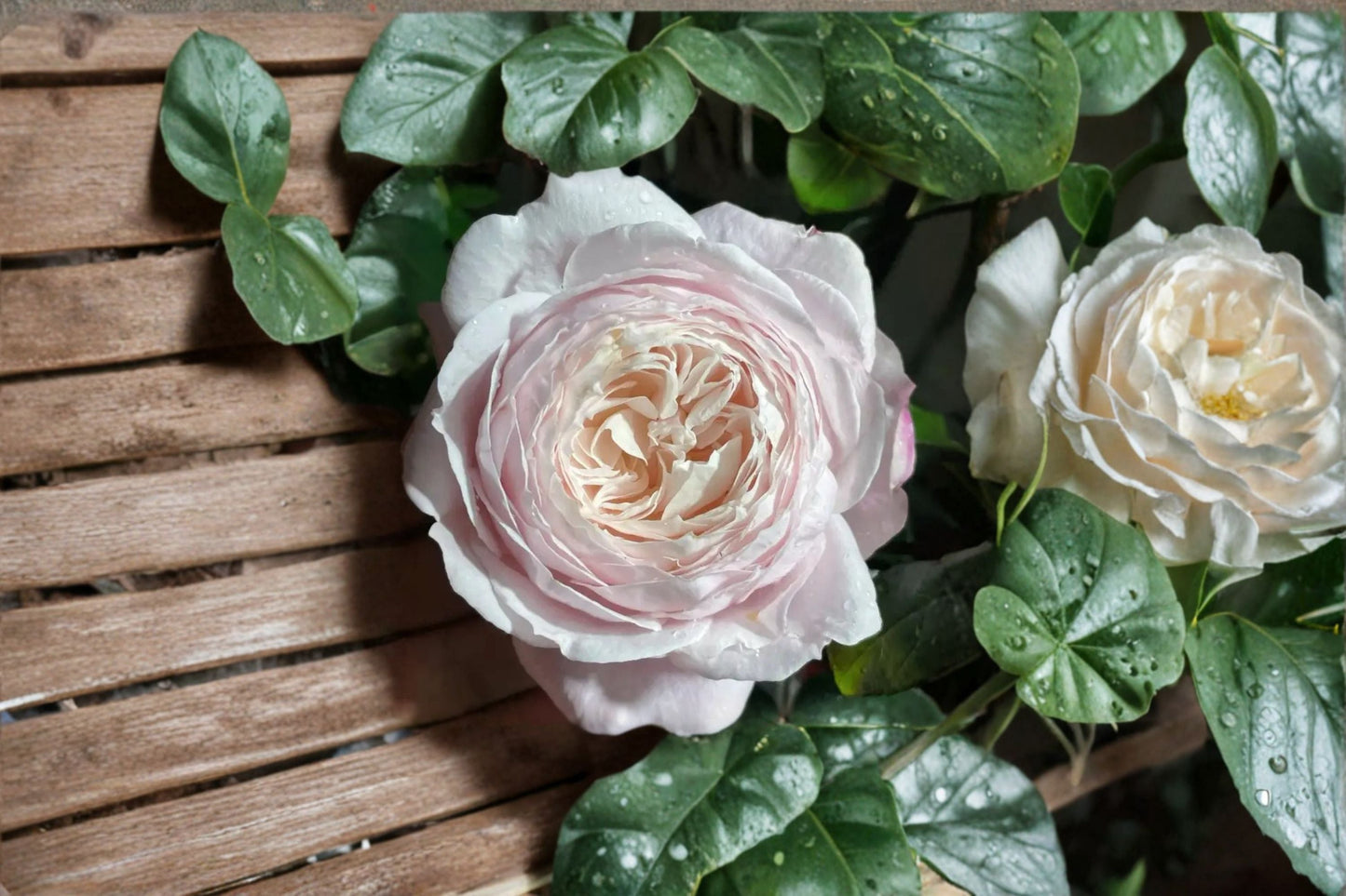 Cherry Antike Rose Live Plant – Cherry Pink Fragrant Garden Rose – Rosa ‘Cherry Antike’ for Garden or Container Cultivation