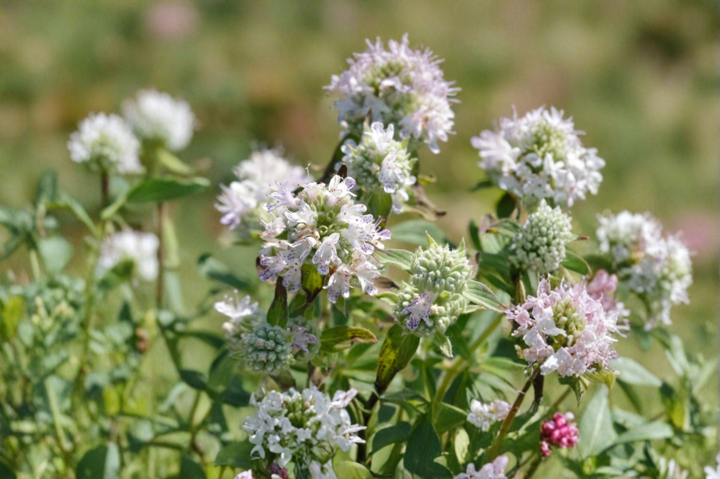 Hairy Mountain Mint Live Plant – Aromatic Fuzzy Leaves – Pycnanthemum verticillatum var. pilosum – Herb Garden, Indoor or Outdoor