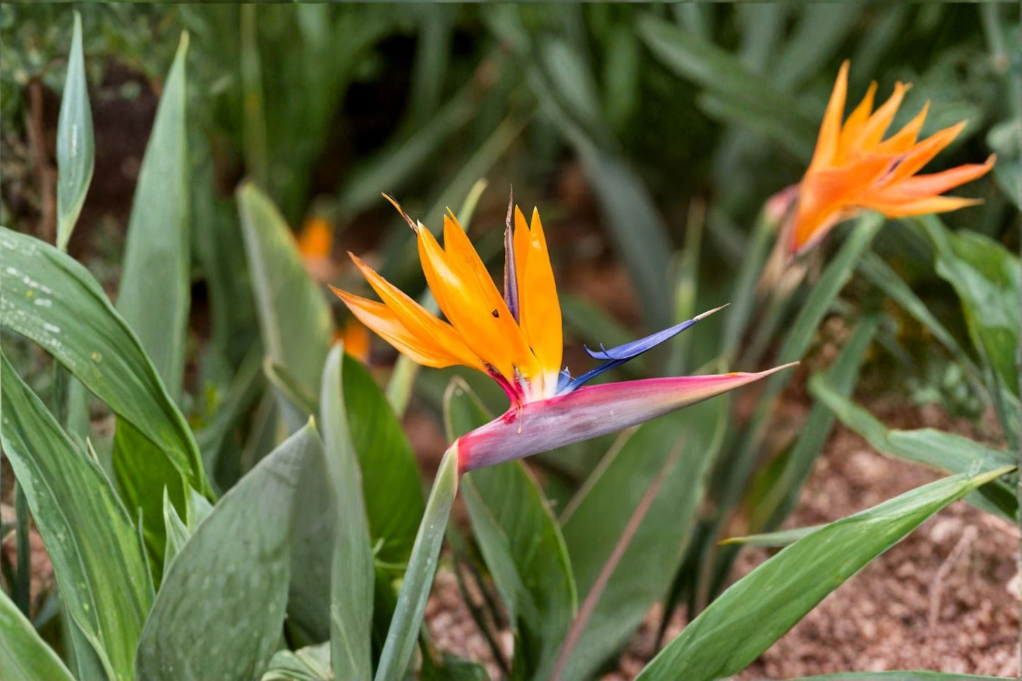 Bird of Paradise Plants – Mandela's Gold & White Strelitzia – Tropical Indoor/Outdoor Foliage, Exotic Greenery, Easy Care