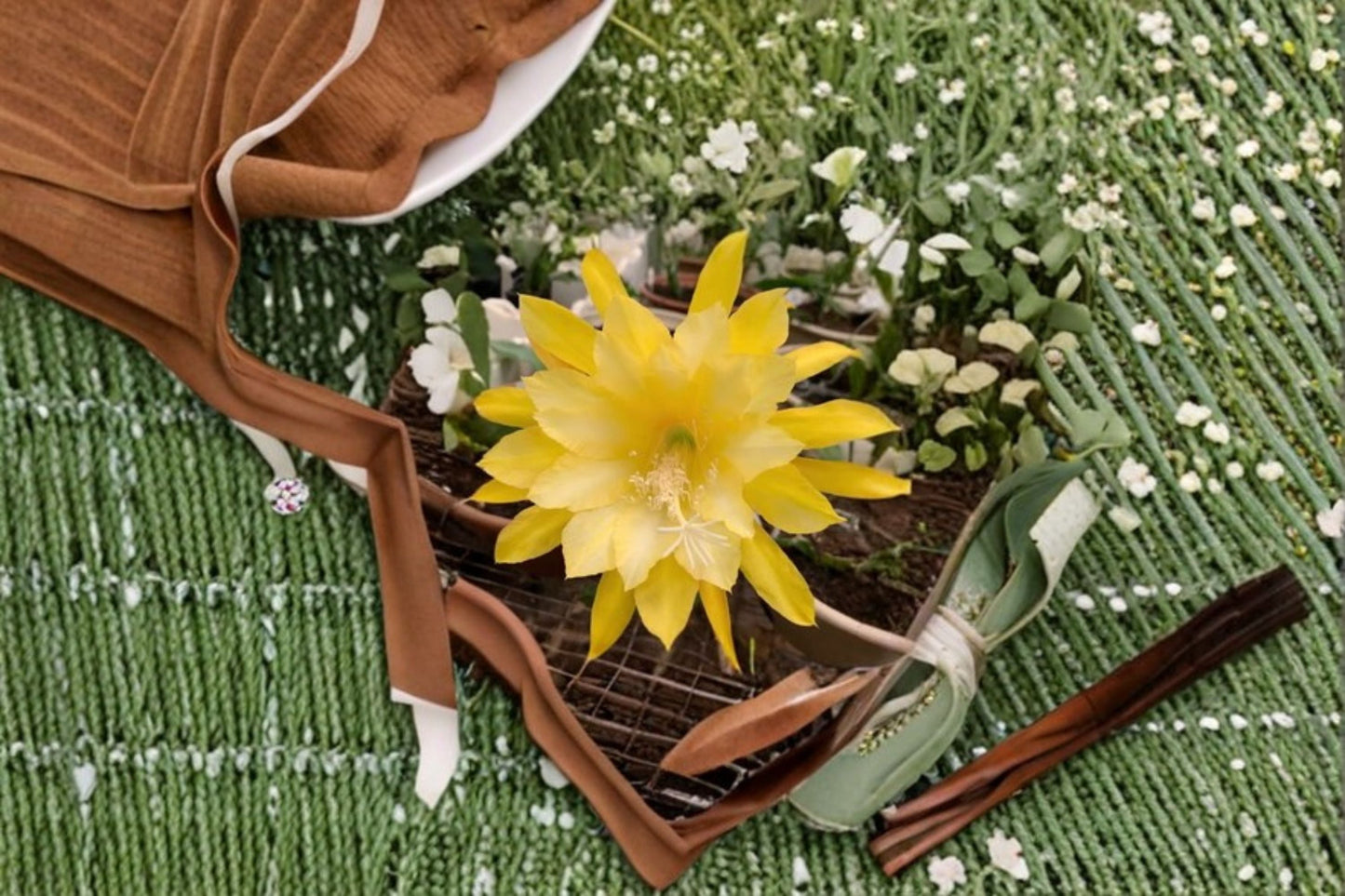 Epiphyllum Morning Sunshine Cutting – Epiphyllum spp. – Bright Blooming Cactus for Indoor & Outdoor Gardens