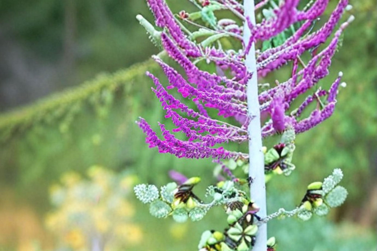 Santa Barbara Mexican Sage Plant – Salvia leucantha ‘Santa Barbara’ – Perennial with Purple and White Flowers for Garden and Landscape