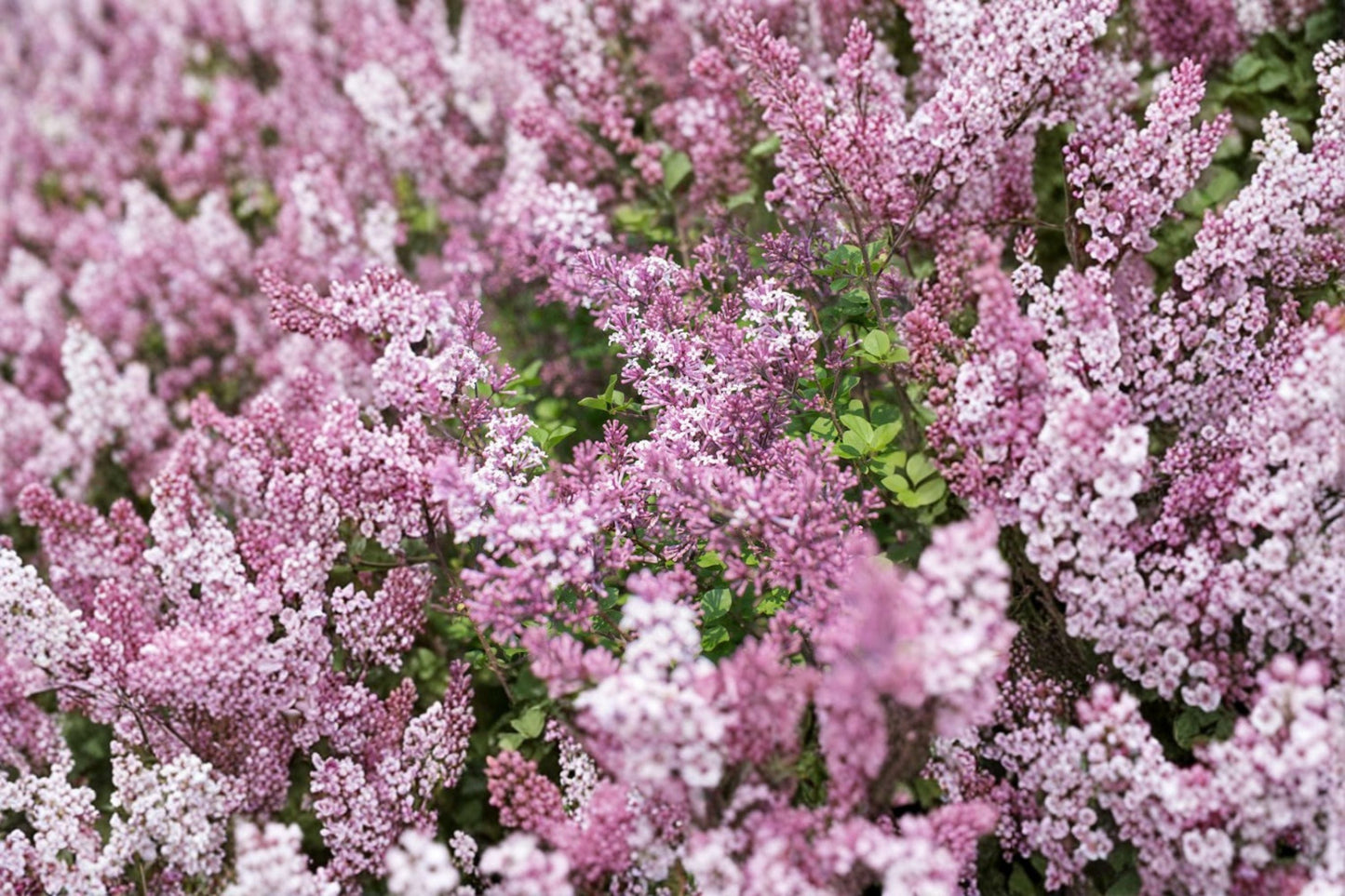 Dwarf Korean Lilac Live Plant in 3.5 Inch Pot – Syringa meyeri 'Palibin' – Fragrant Lavender Purple Blooms for Garden or Container