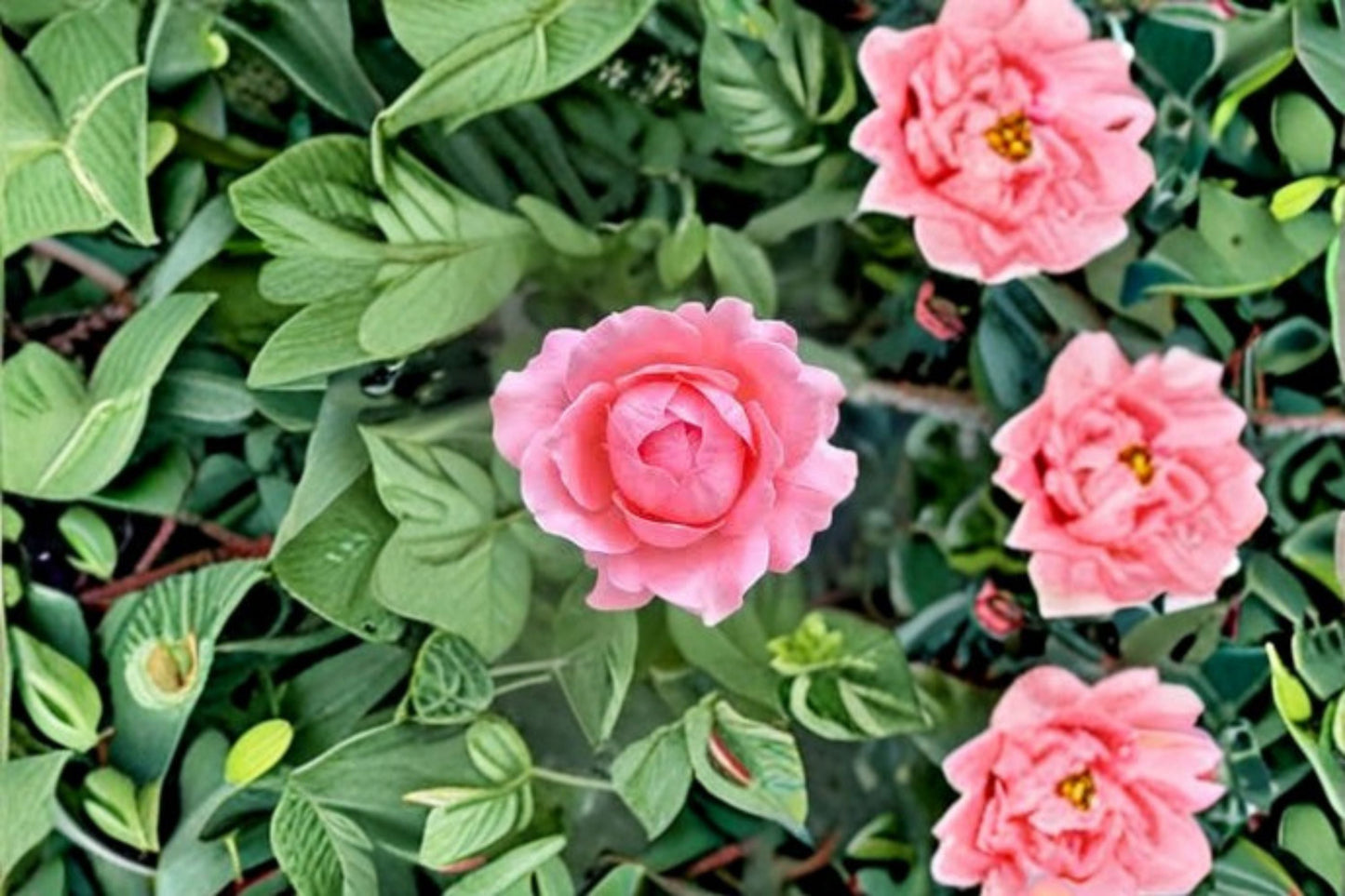 Anne-Sophie Pic Rose Live Plant – Fragrant Heat-Resistant Rose for Garden, Outdoor, Vibrant Blooms, Hardy, Rosa 'Anne-Sophie Pic'