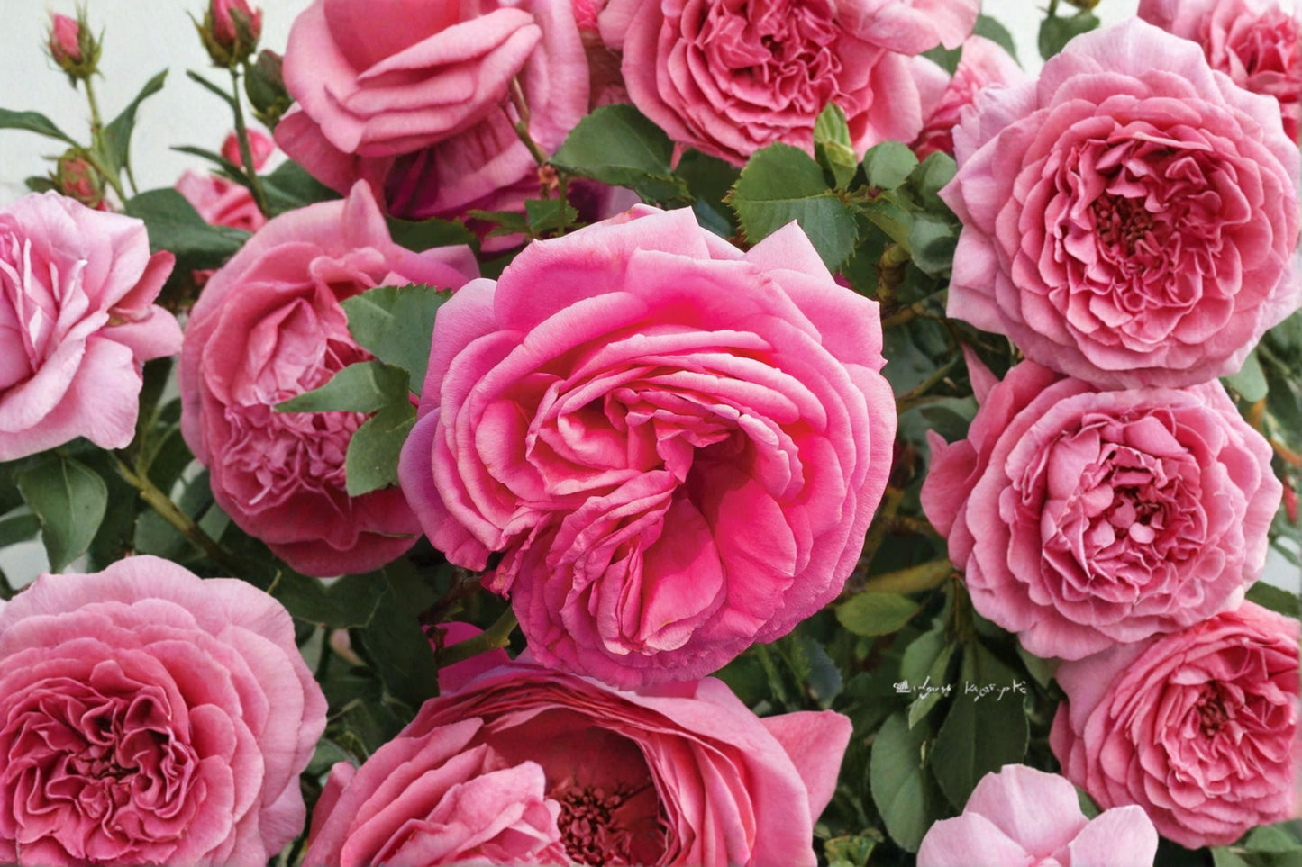 Pink Climbing Rose Live Plant – 1.5 Gal Pretty In Pink Eden Rosa multiflora