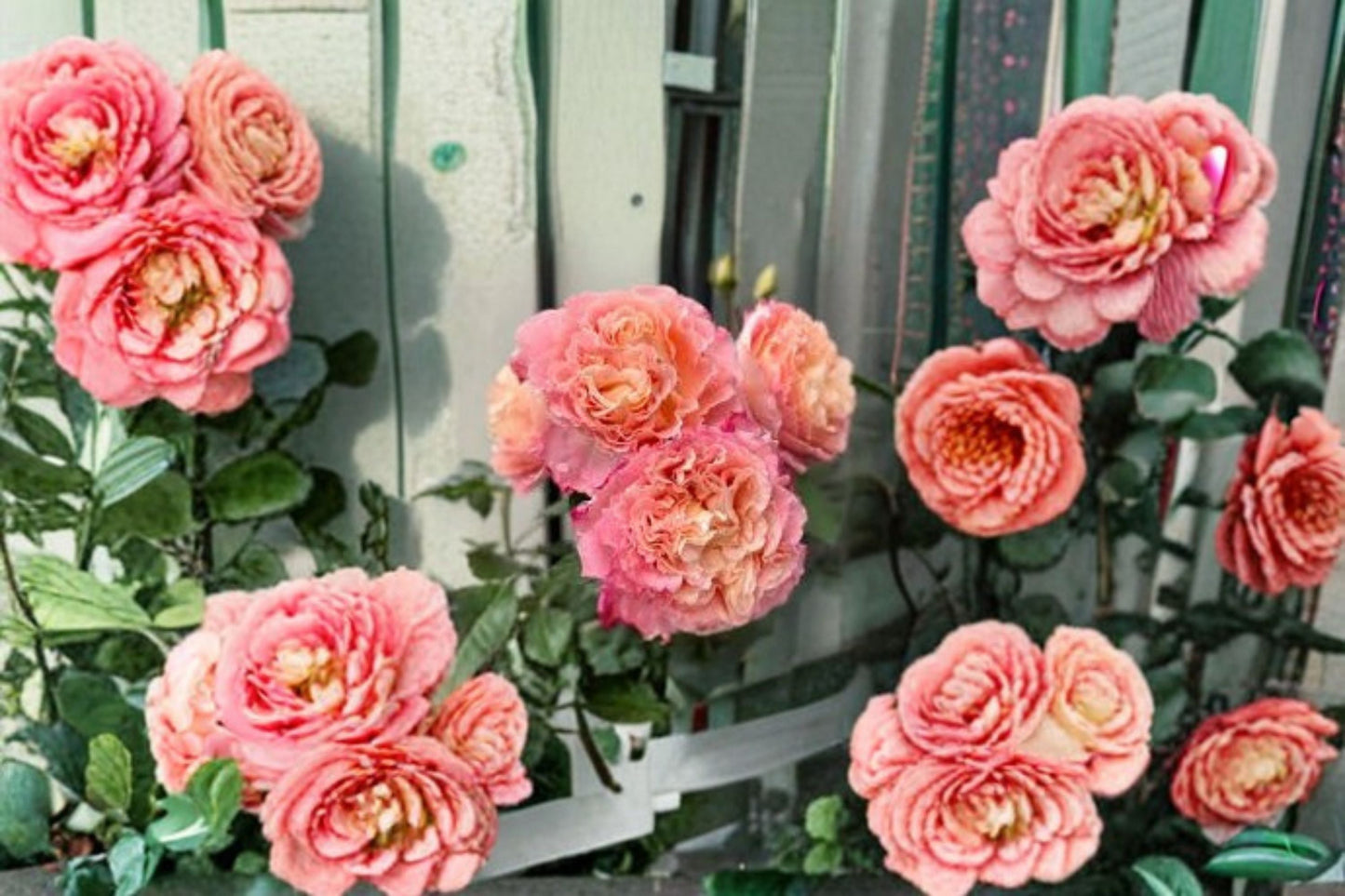 Augusta Luise Rose Live Plant – Fragrant Repeat Blooming Cut Rose – Rosa Augusta Luise