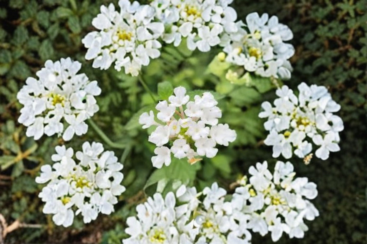 Trailing White Lantana Live Plants – 4-6 Inch Groundcover Lantana camara for Gardens & Containers