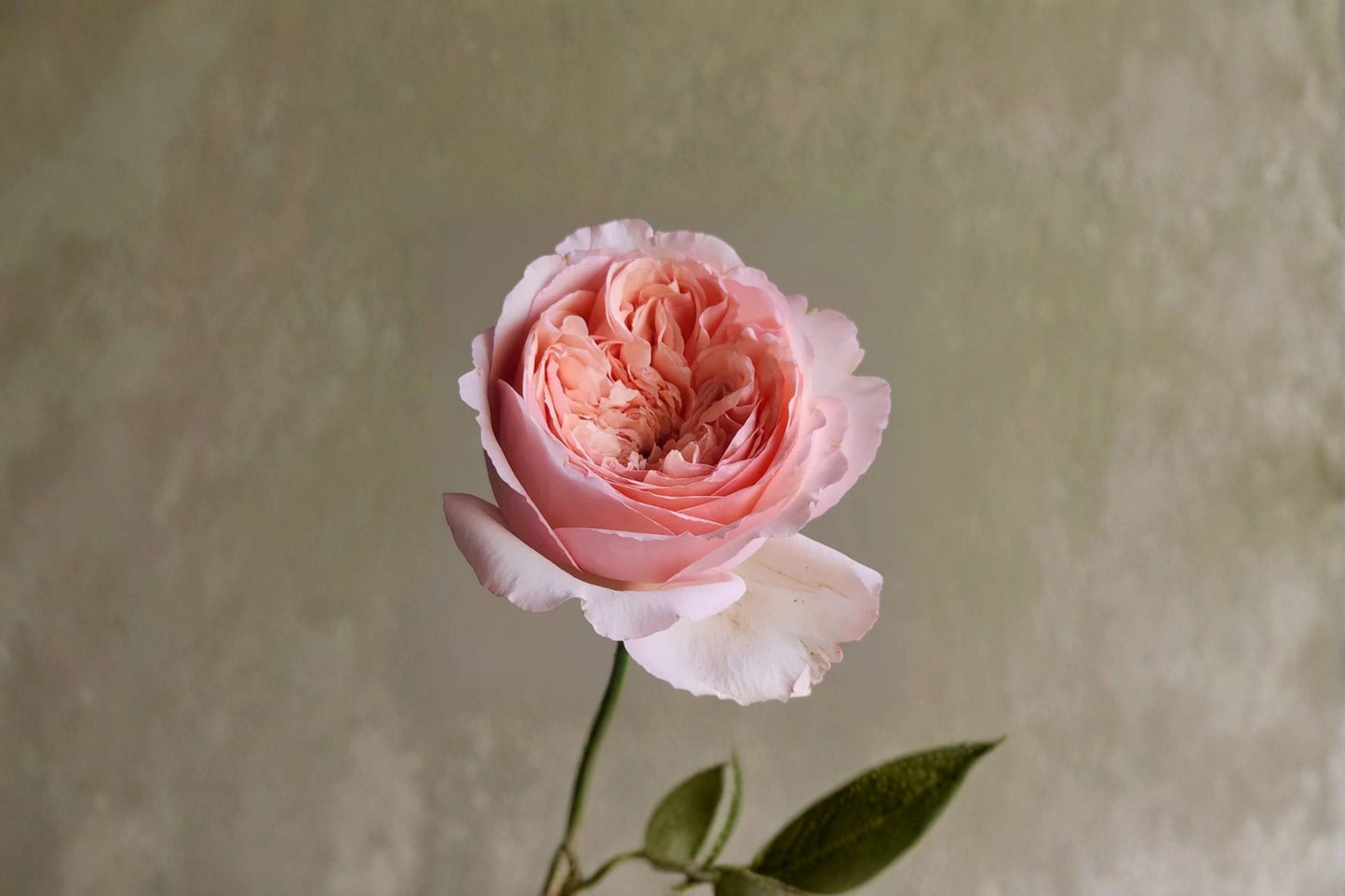 Salmanasar Rose Live Plant – Apricot Pink Fragrant Cut Rose – Garden or Indoor Flowering Plant, Rosa hybrid