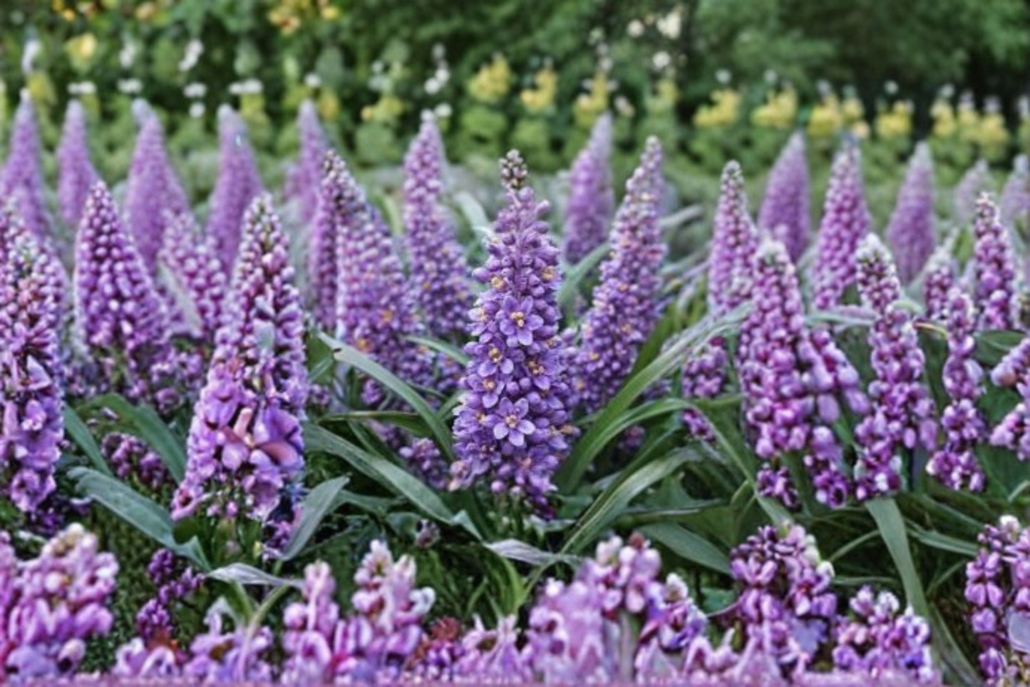 Big Blue Liriope Live Plant – Evergreen Ground Cover Perennial with Blue-Purple Foliage – Liriope muscari