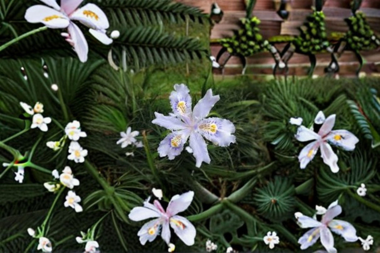 Fringed Iris Plants 3 Pack – Iris japonica Hardy Perennial with Fringed Flowers for Shade Gardens