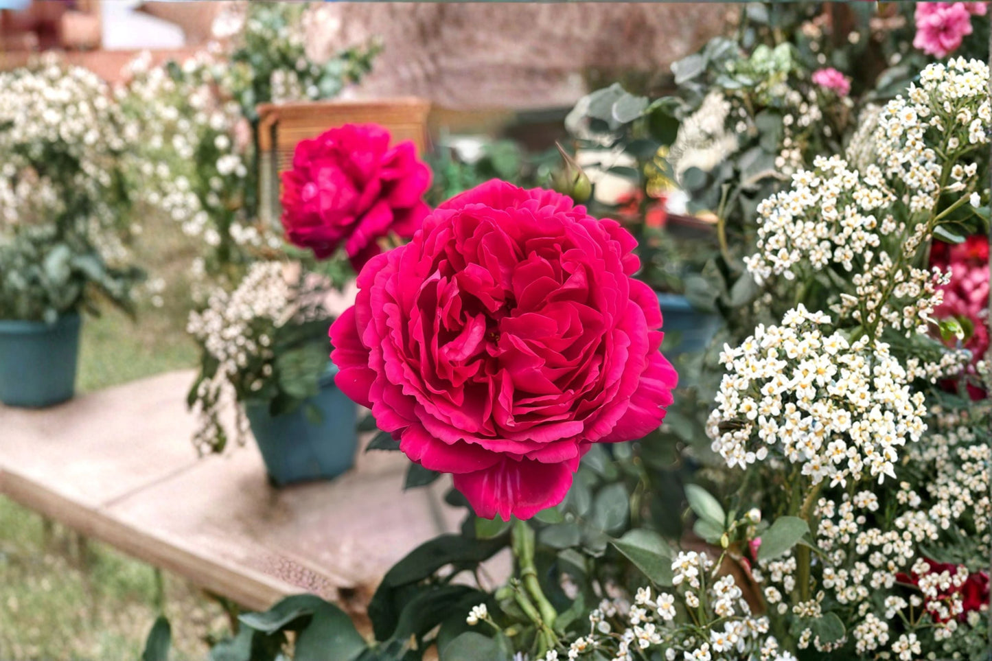Traviata Rose Live Plant – Velvety Red Hybrid Tea Rose – Rosa hybridica