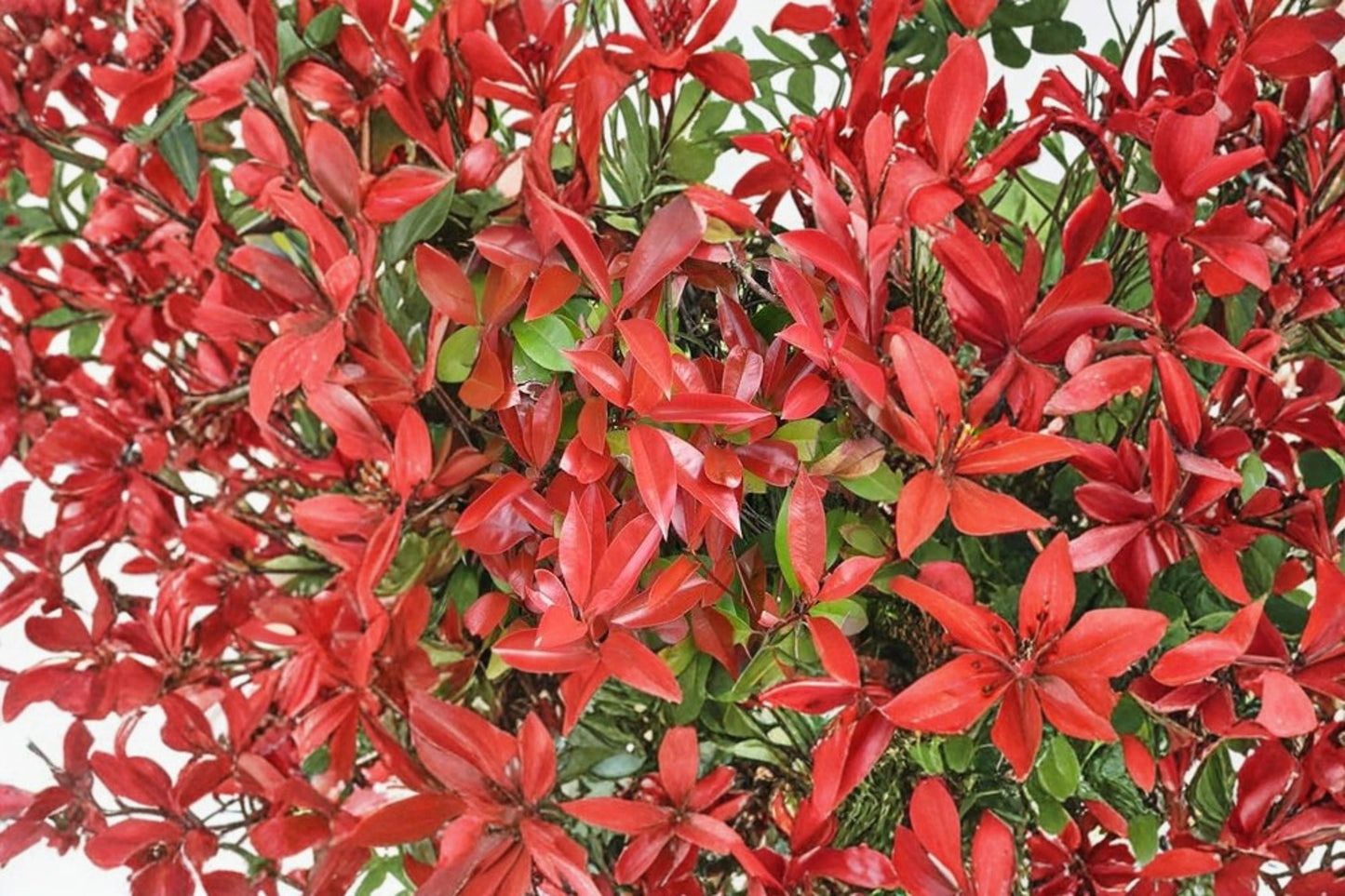 Red Tip Photinia Plant – Evergreen Shrub with Red New Growth – Photinia × fraseri for Hedges & Landscaping