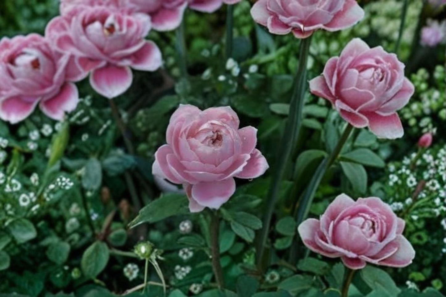 Roselyne Rose Live Plant – Disease-Resistant Cut Rose – Vibrant Blooms – Rosa hybrid