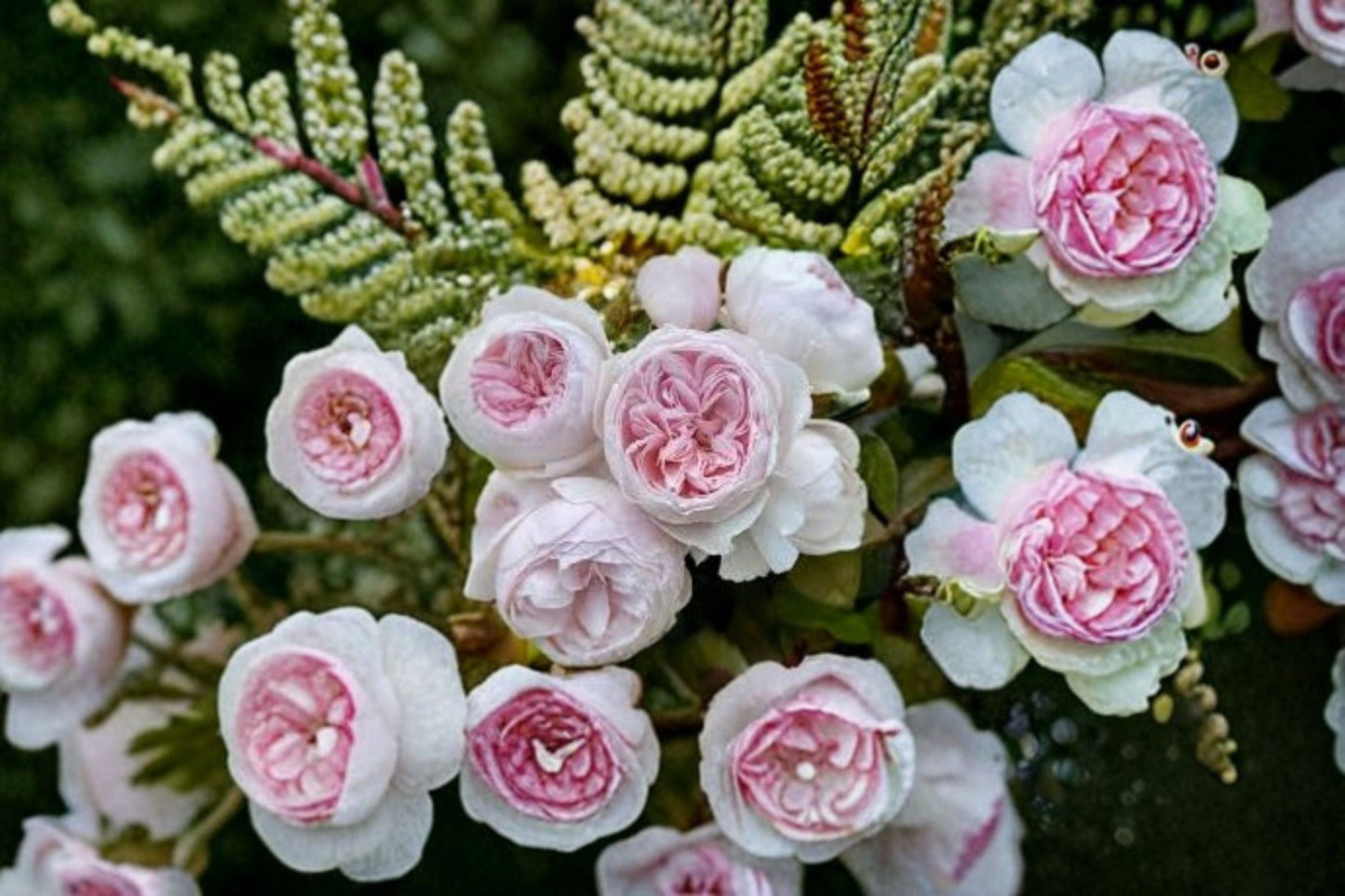 Earth Angel Rose Live Plant – Blush Pink Floribunda Rose 1.5 Gal – Fragrant Garden Rose for Indoors & Outdoors