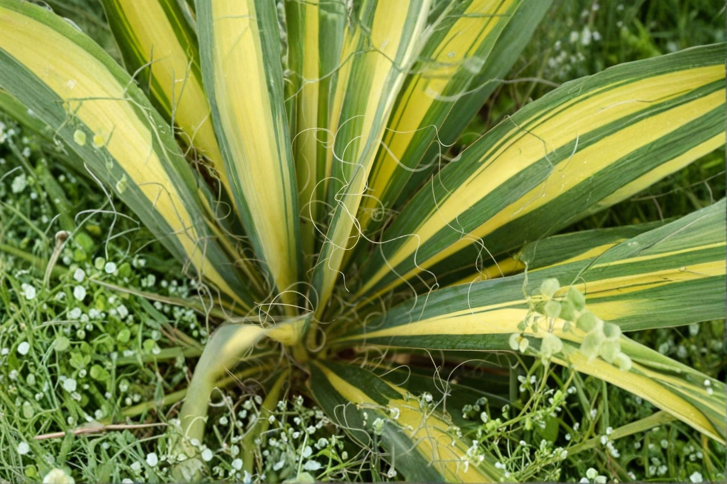 Color Guard Yucca 10 Plants – Yucca filamentosa 'Color Guard' – Bright Yellow and Green Foliage, Drought-Tolerant, Low-Maintenance Outdoor Plant