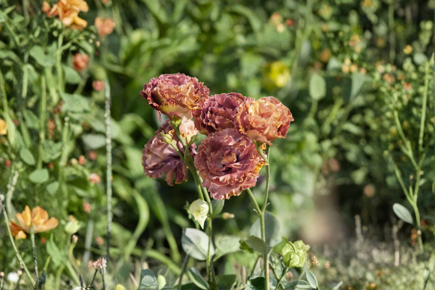 Lisianthus Rosanne Plant – Eustoma grandiflorum – Flowering Garden Plant with Elegant Rose-Like Blooms