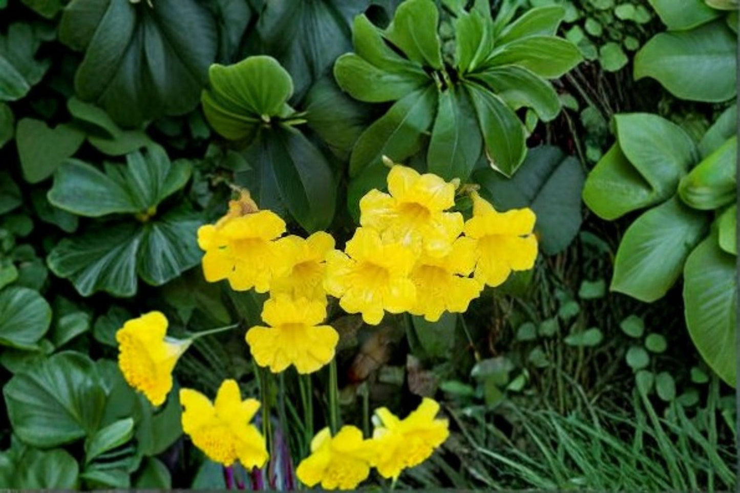 Yellow Crossvine Live Rooted Starter Plant – Bignonia capreolata Flowering Vine for Garden Trellises and Fences