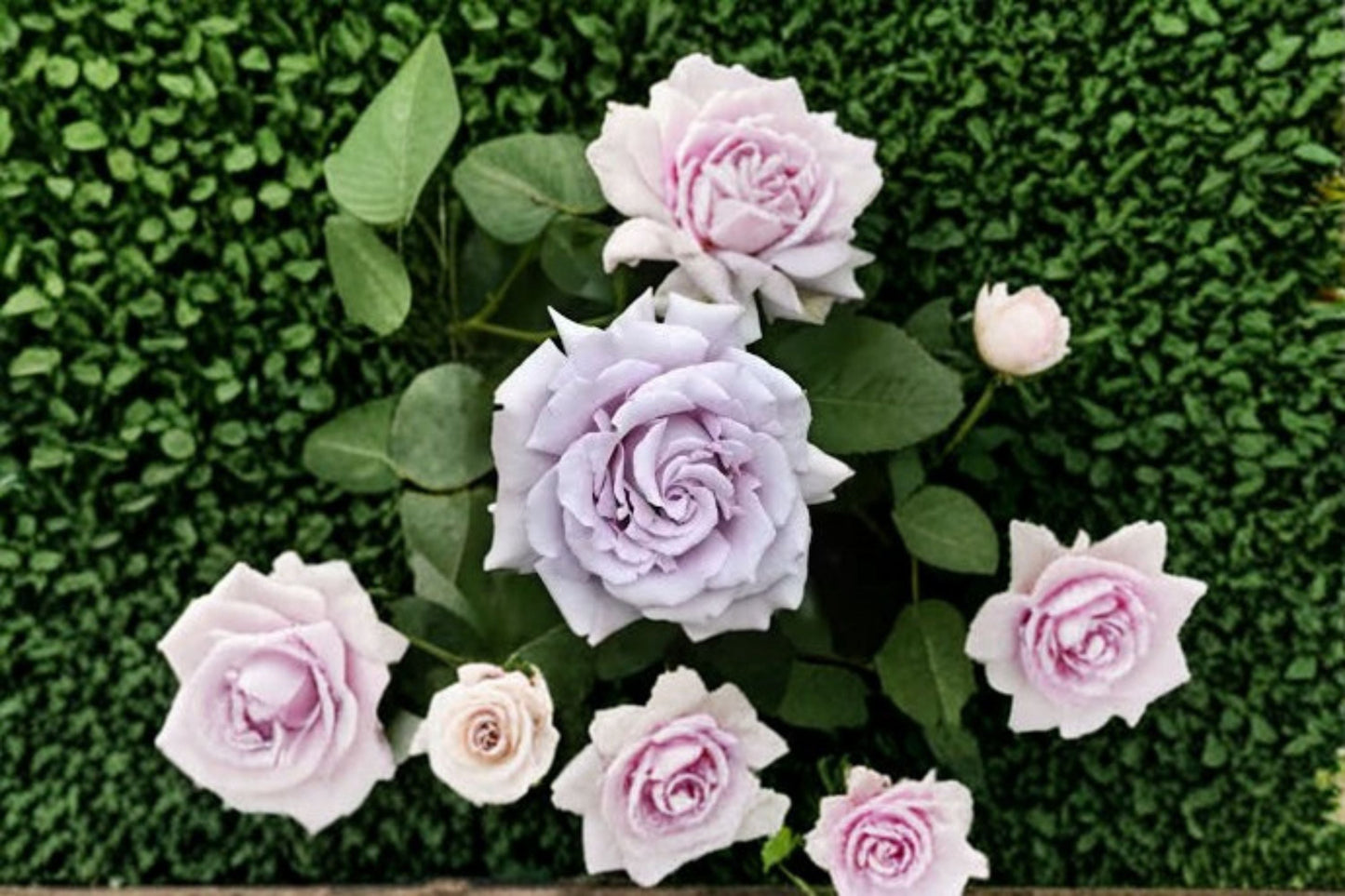 Blue Mist Rose Live Plant – Lavender Japanese Garden Rose – Fragrant, Misty Blue Petals – Rosa ‘Blue Mist’