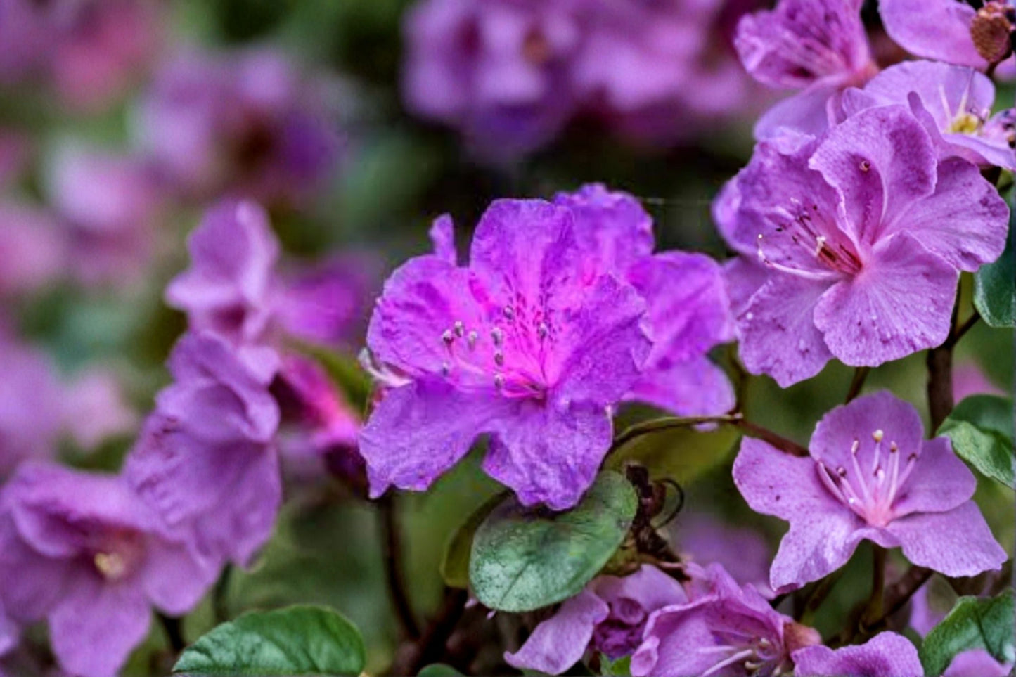 Purple Azalea Live Plant – 10 Inch Tall Flowering Shrub in 4 Inch Pot – Garden Azalea with Vibrant Purple Blooms