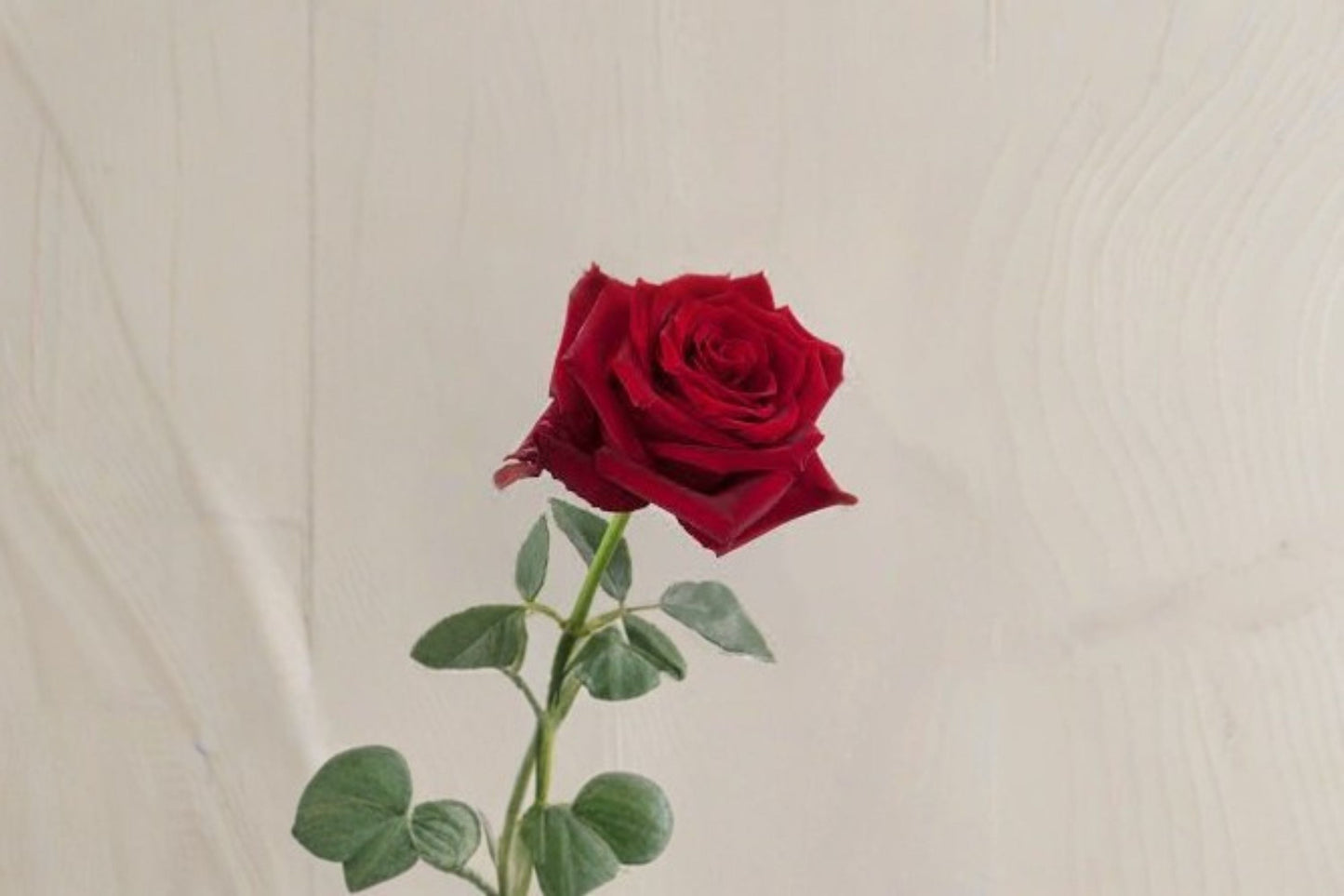 Rose Explorer Live Plant – Red Cup-Shaped Garden Rose – Vibrant Outdoor Flower – Rosa hybrid