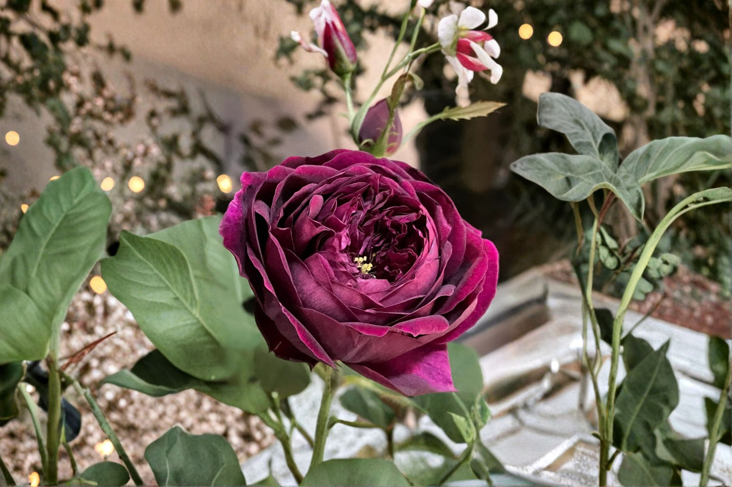 Royale Rose Live Plant – Fragrant Japanese Own Root Rose – Vibrant Blooms & Scented Garden Rose (Rosa)