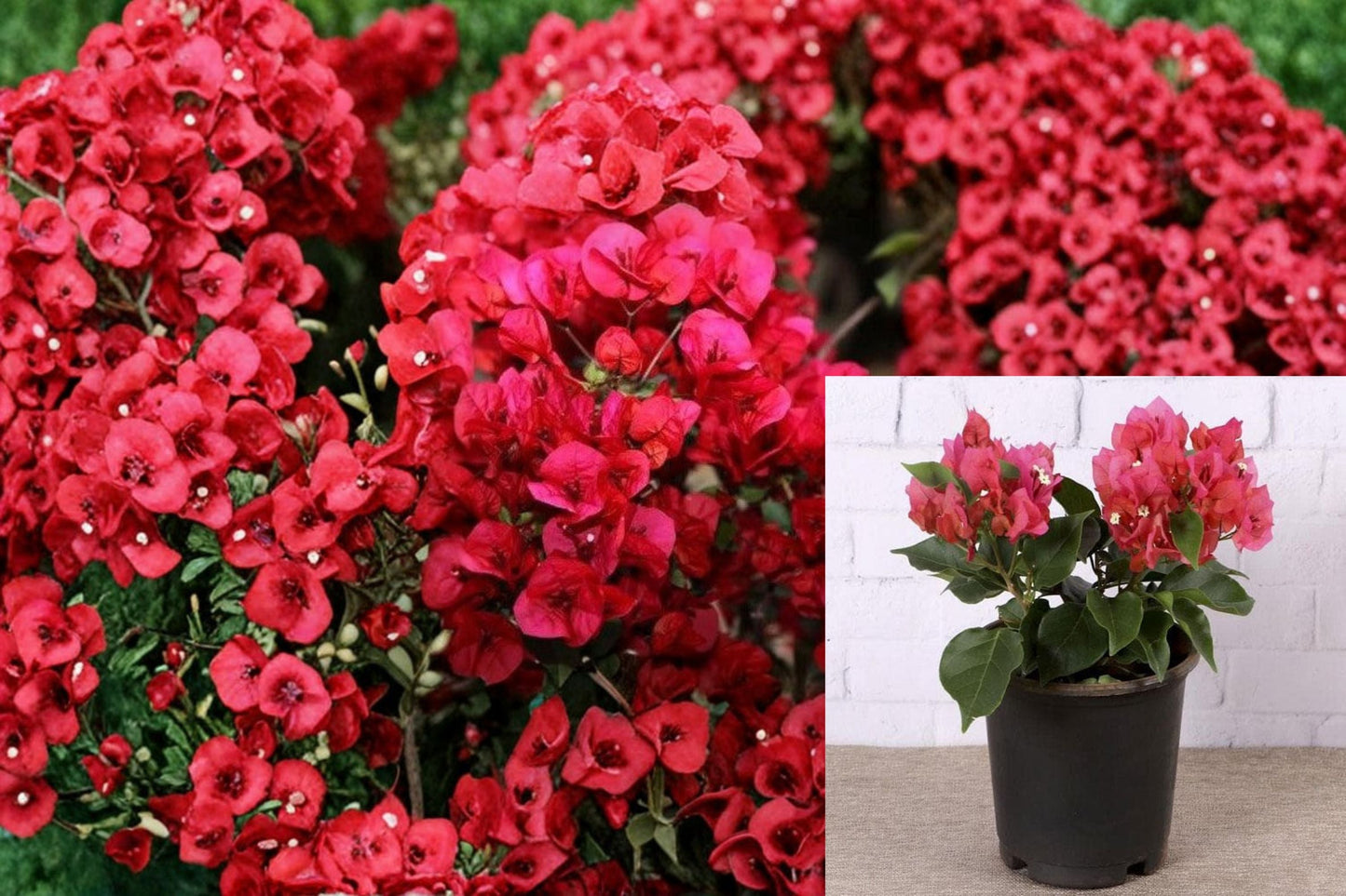 Crimson Bougainvillea Cuttings – Hardy Climbing Plant with Vibrant Crimson Bracts – Bougainvillea glabra
