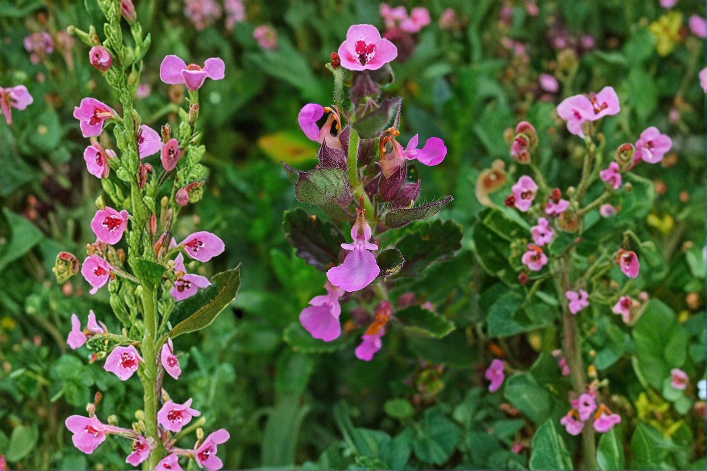 Wall Germander Plant – Teucrium chamaedrys – Aromatic, Low-Growing Evergreen for Wall Gardens and Containers