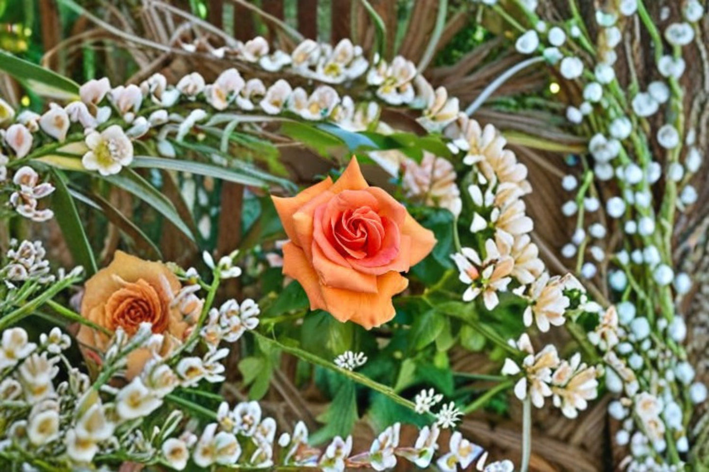 Royal Sunset Climbing Rose Live Plant – Apricot Repeat Blooming Rose for Trellises and Fences Rosa 'Royal Sunset'