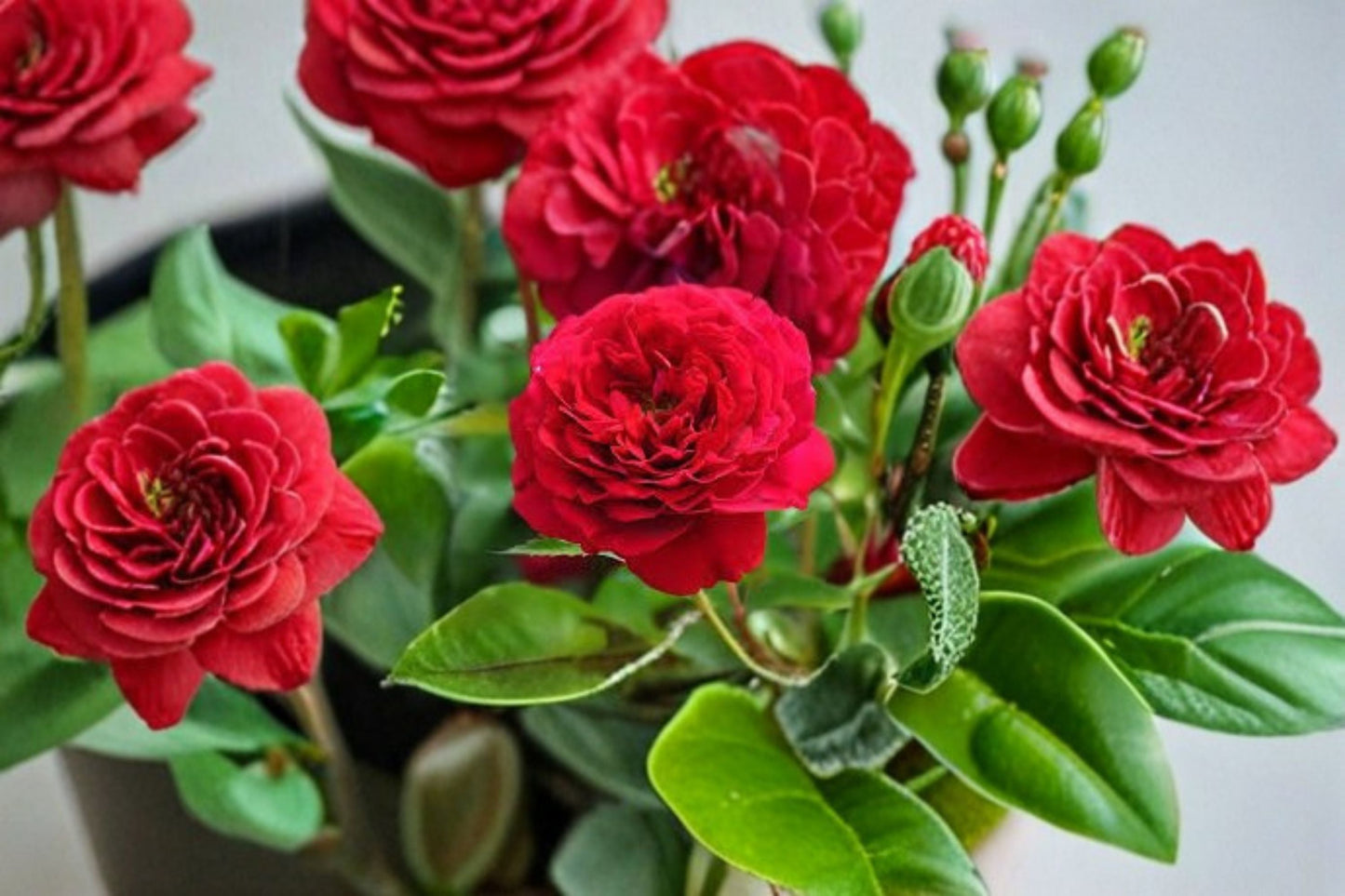Bordeaux Rose Live Plant – Wine Red Kordes Garden Rose – Fragrant, Hardy Outdoor Flower Plant