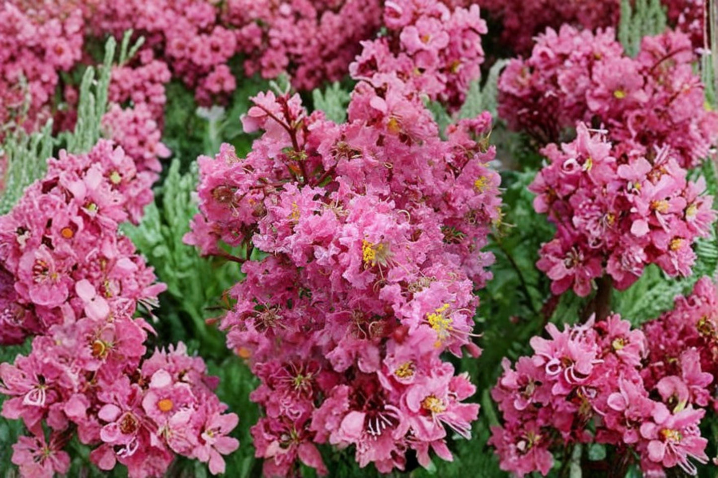 Sioux Pink Crape Myrtle Tree Live Plant 1 QT Pot Lagerstroemia indica 'Sioux' Pink Blooms Garden Tree