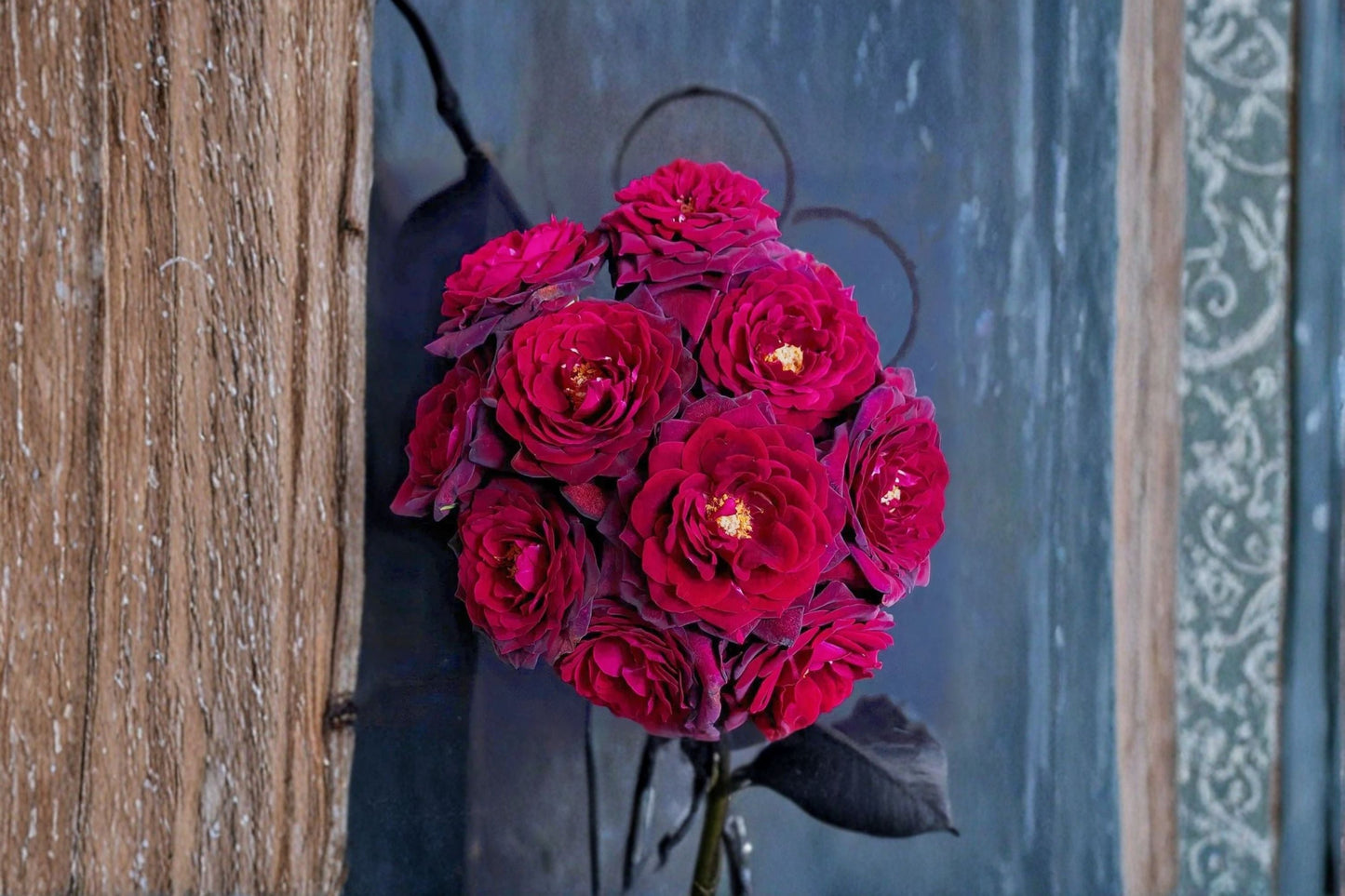 Black Caviar Rose Live Plant – Fragrant Repeat Blooming Shrub – Rosa ‘Black Caviar’