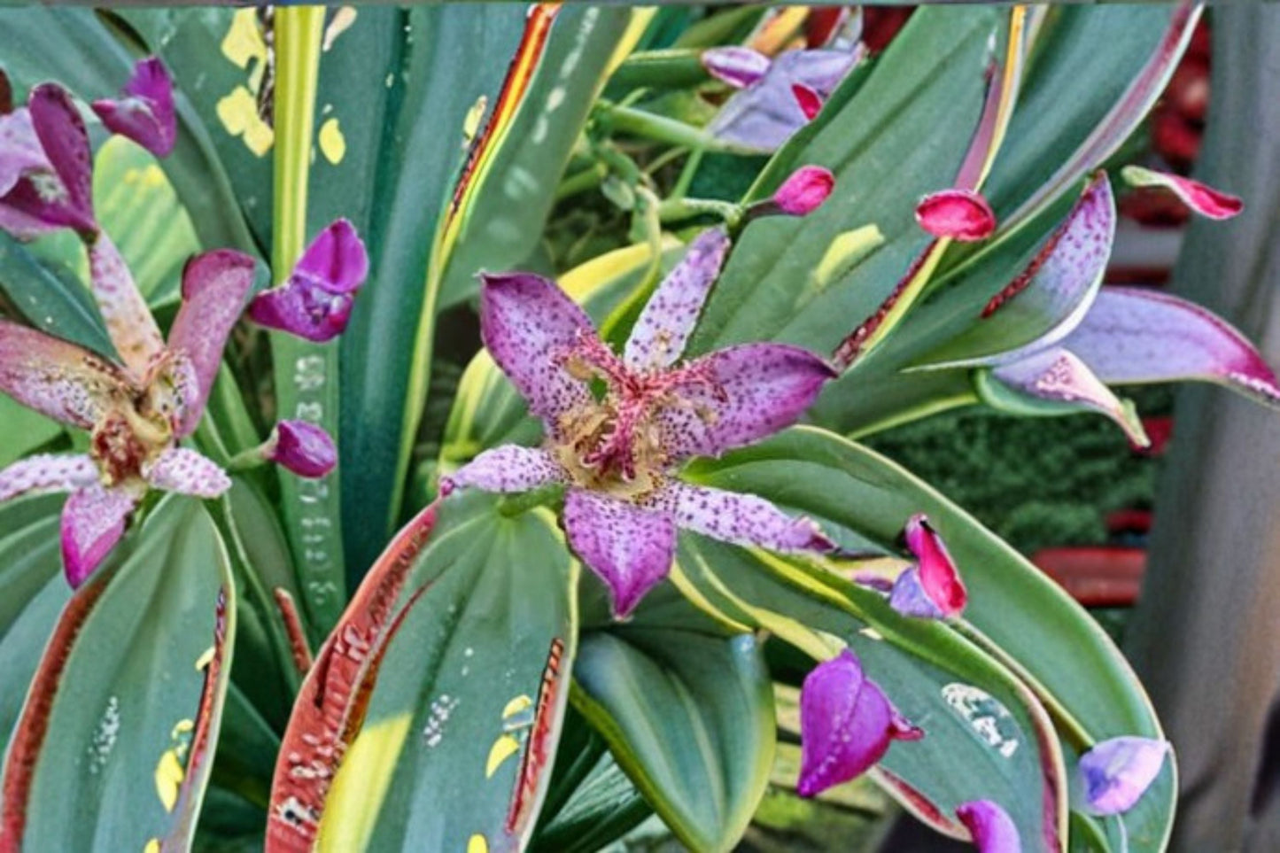 Autumn Glow Toad Lily Live Starter Plant – Tricyrtis formosana – Shade-loving Perennial with Star-Shaped Autumn Flowers