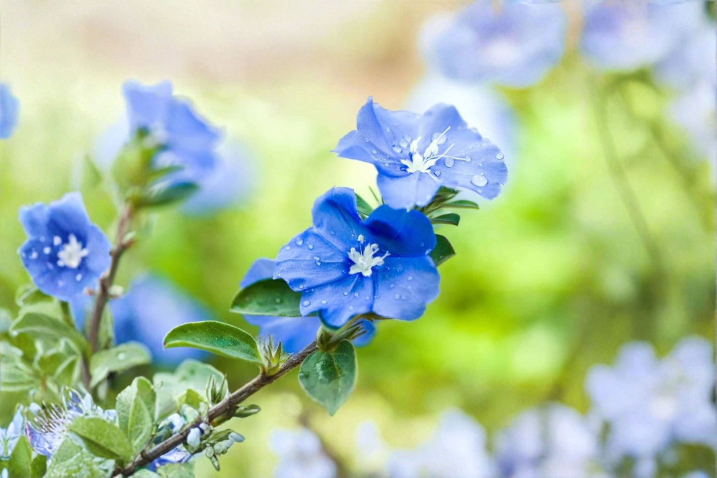Blue Daze Live Plant – Blue Flowering Ground Cover – Bright Blue Blooms – Evolvulus glomeratus
