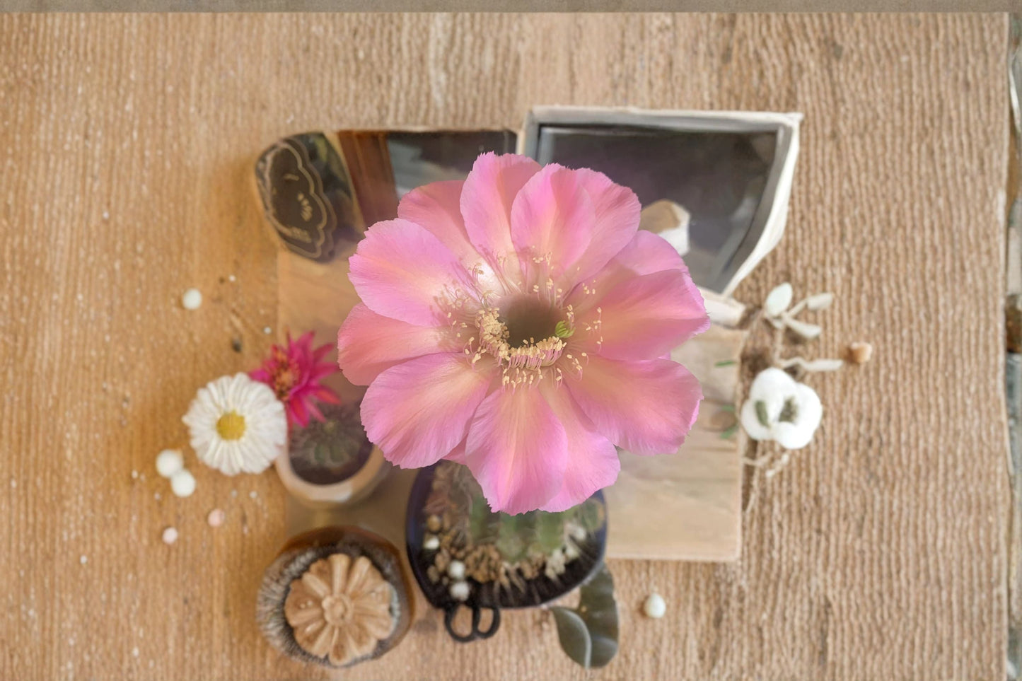 Hedgehog Cactus Tuffet Schick 1 Plant – Echinopsis spp. Succulent for Small Spaces, Bright Light, Easy Care