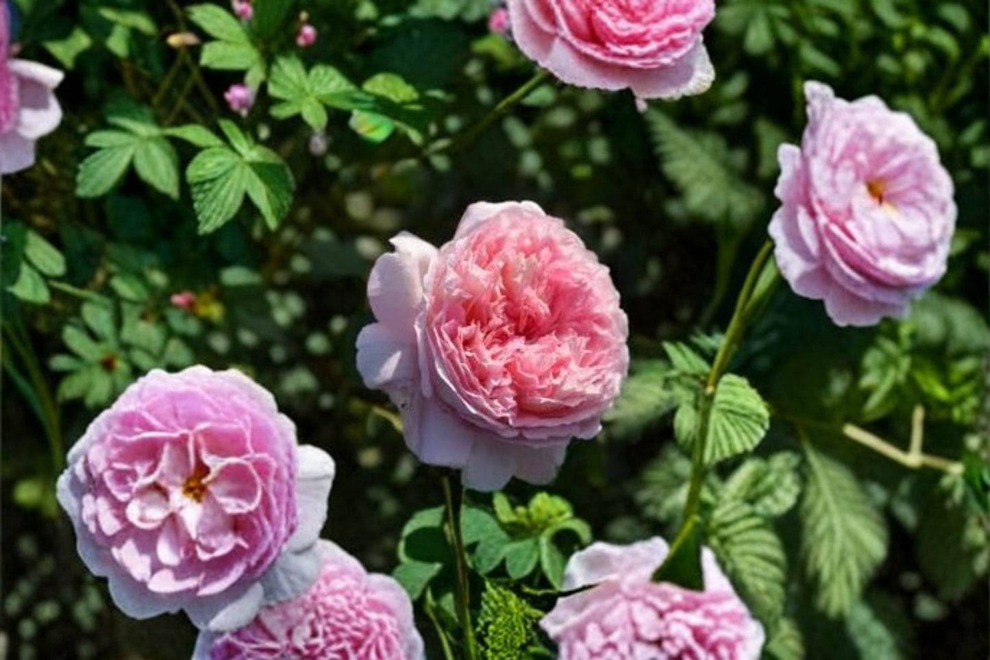 Traumerei Rose Live Plant – Pink Apricot Fragrant Japanese Rose – Own Root Garden Flower, Hardy Shrub, Rosa ‘Traumerei’