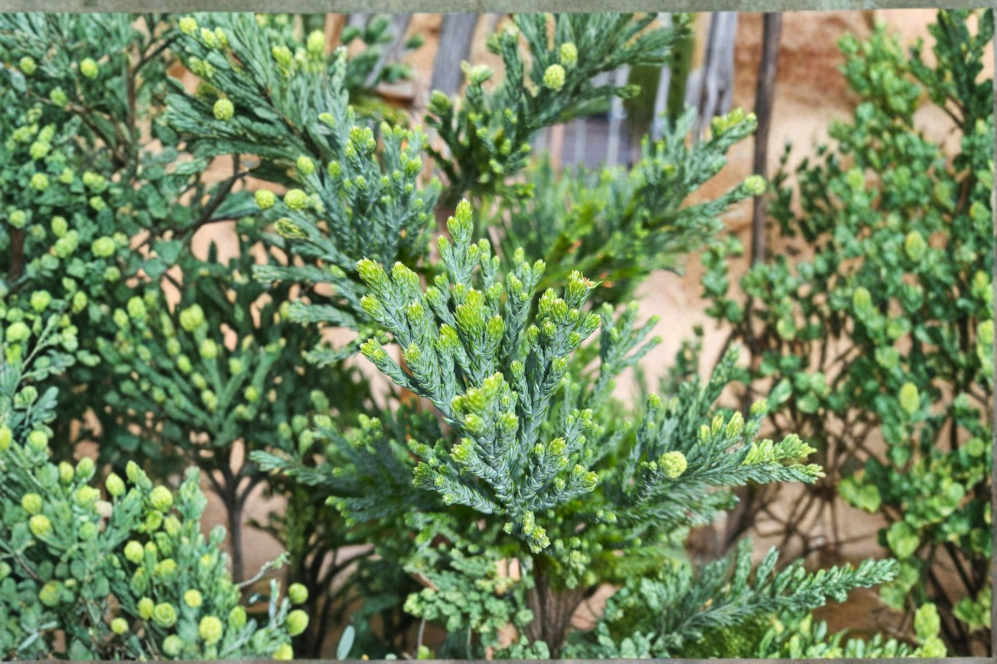 Giant Sequoia Tree Plant – Sequoiadendron giganteum – Large Landscape Tree with Reddish Bark and Green Foliage