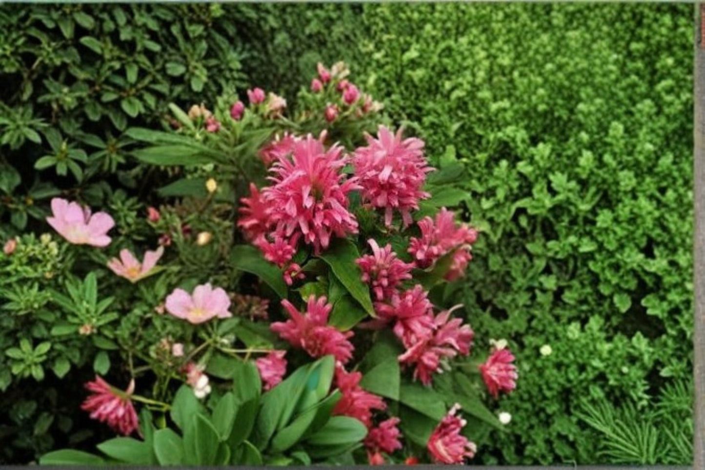 Pink Flamingo Justicia Carnea Live Starter Plant – Brazilian Plume, Tropical Garden, Pink Flowers, Easy Care, Container or Outdoor Plant