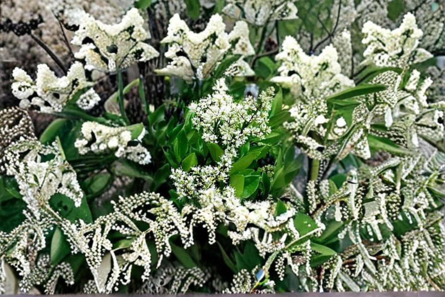 Waxleaf Privet Plant – Ligustrum japonicum ‘Texanum’ – Evergreen Shrub for Hedges and Privacy Screens