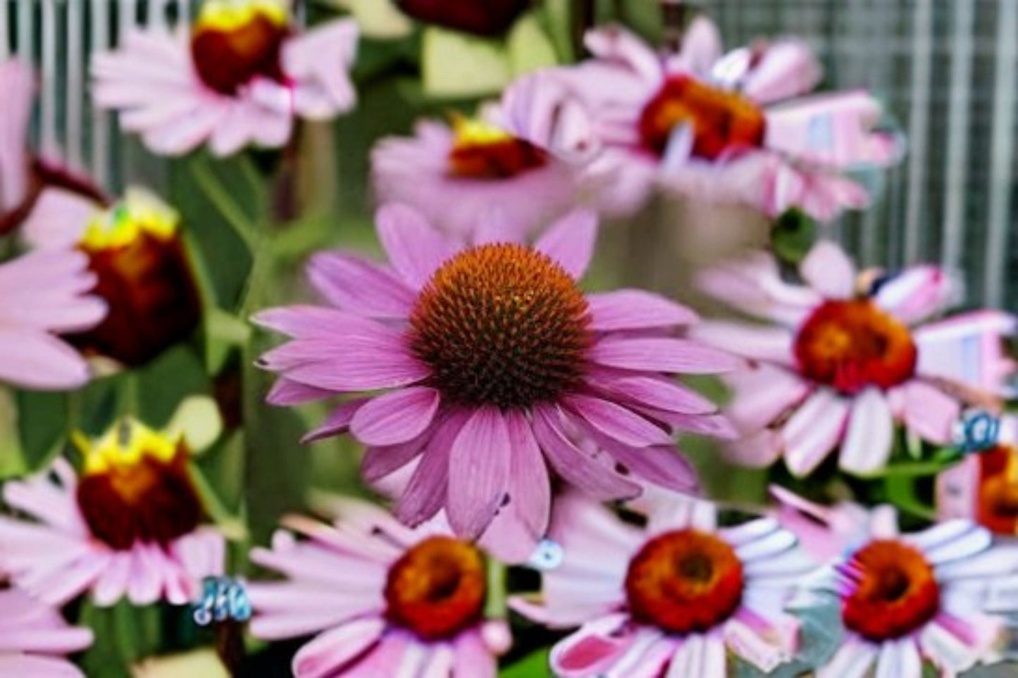 Purple Coneflower Live Plant – 1 Gallon Echinacea purpurea – Vibrant Purple Flowers, Pollinator Attracting, Easy Care Garden Plant
