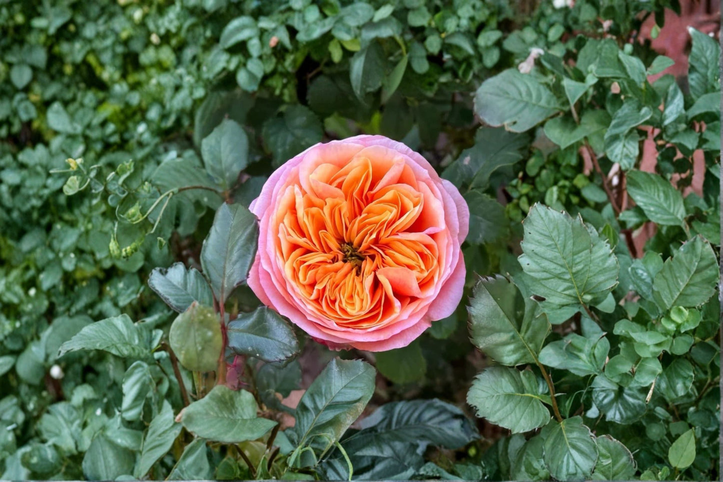 South Park Rose Live Plant – Ornamental Garden Rose – Own Root, Vibrant Blooms, Reliable, Rosa ‘South Park’