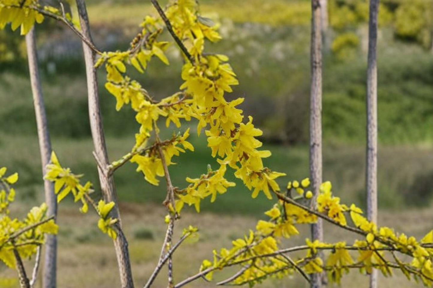 Forsythia Live Plant Clump – Yellow Flowering Hedge Shrub – Forsythia x intermedia – Bright Spring Blooms