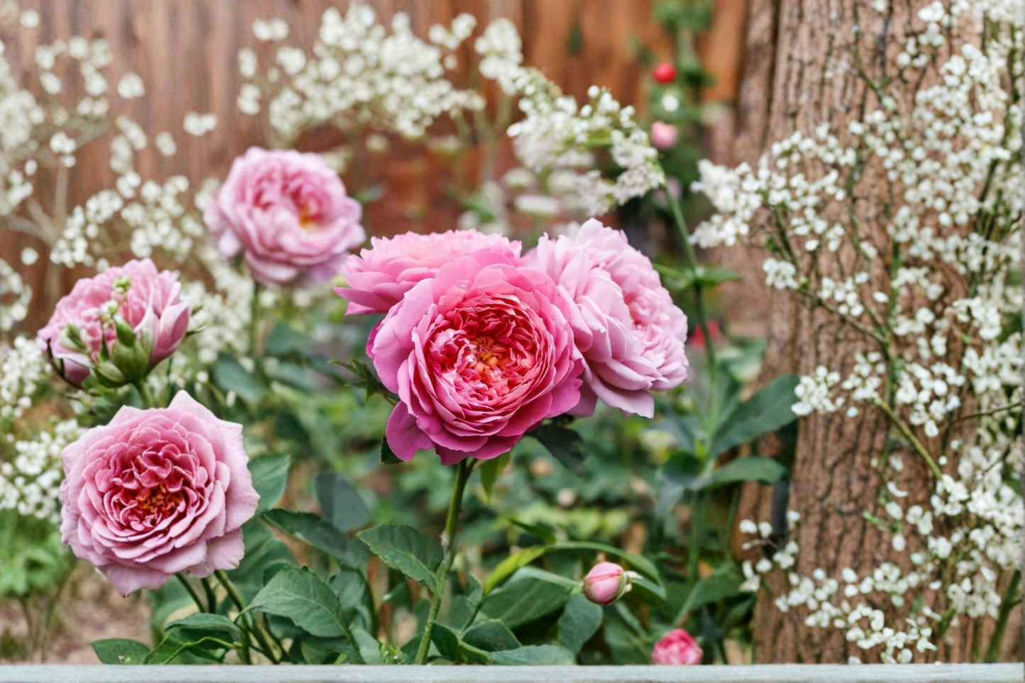 Ausgrab Rose Live Plant – Pink Apricot Fragrant English Rose – Own Root Garden Flower, Resilient, Delightful Scent