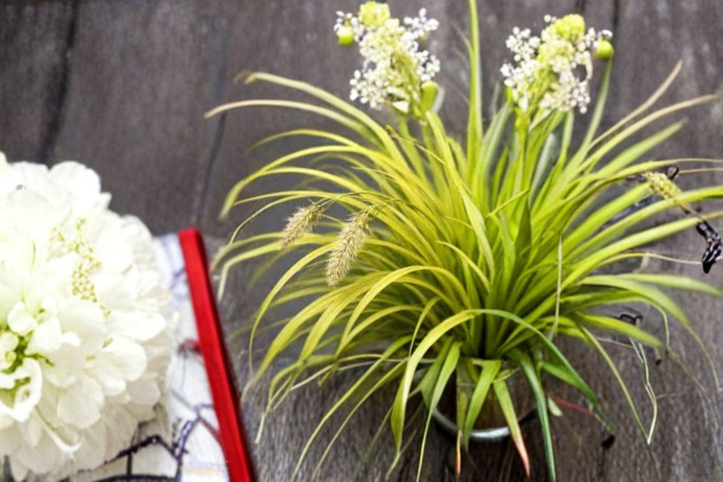 Everillo Sedge Plant – Carex oshimensis ‘Everillo’ – Vibrant Green and Yellow Foliage for Indoor & Outdoor Gardens