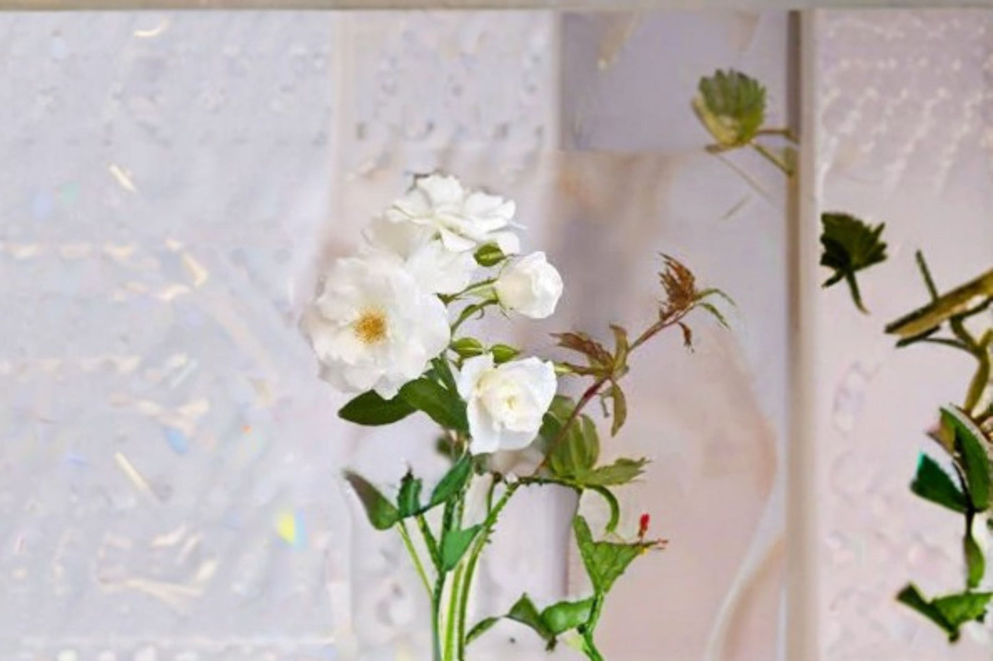 Iceberg Rose Live Plant 1.5 Gal Floribunda White Rose Shrub Garden Flower